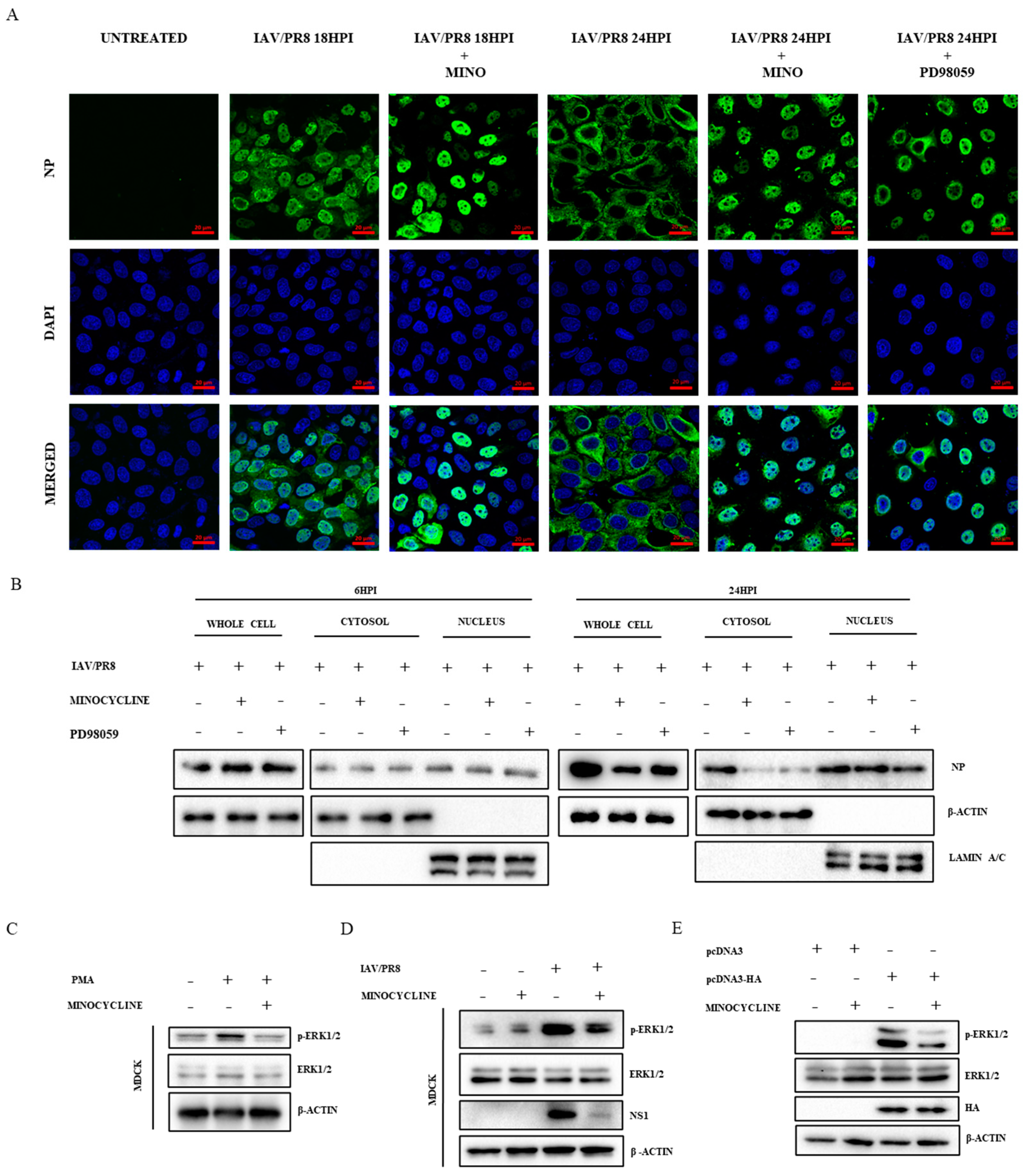 Viruses 16 01317 g003