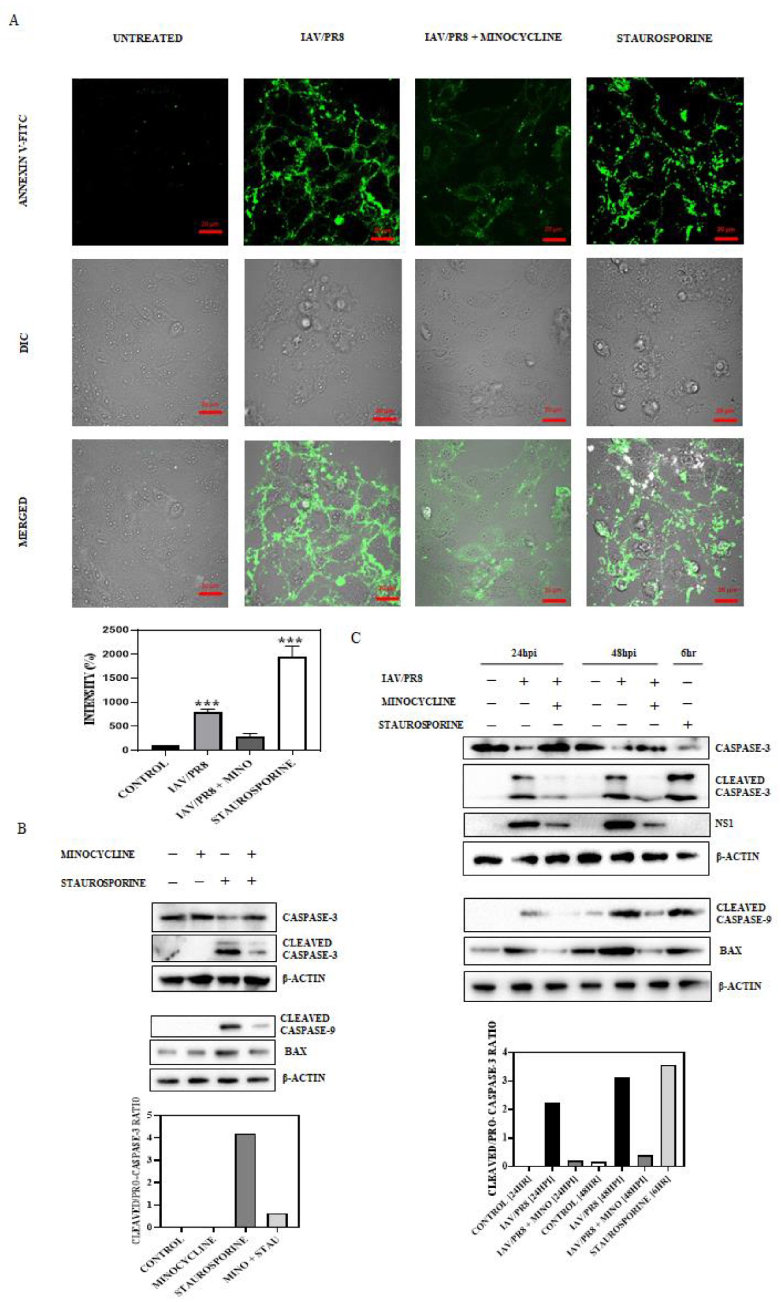 Viruses 16 01317 g004