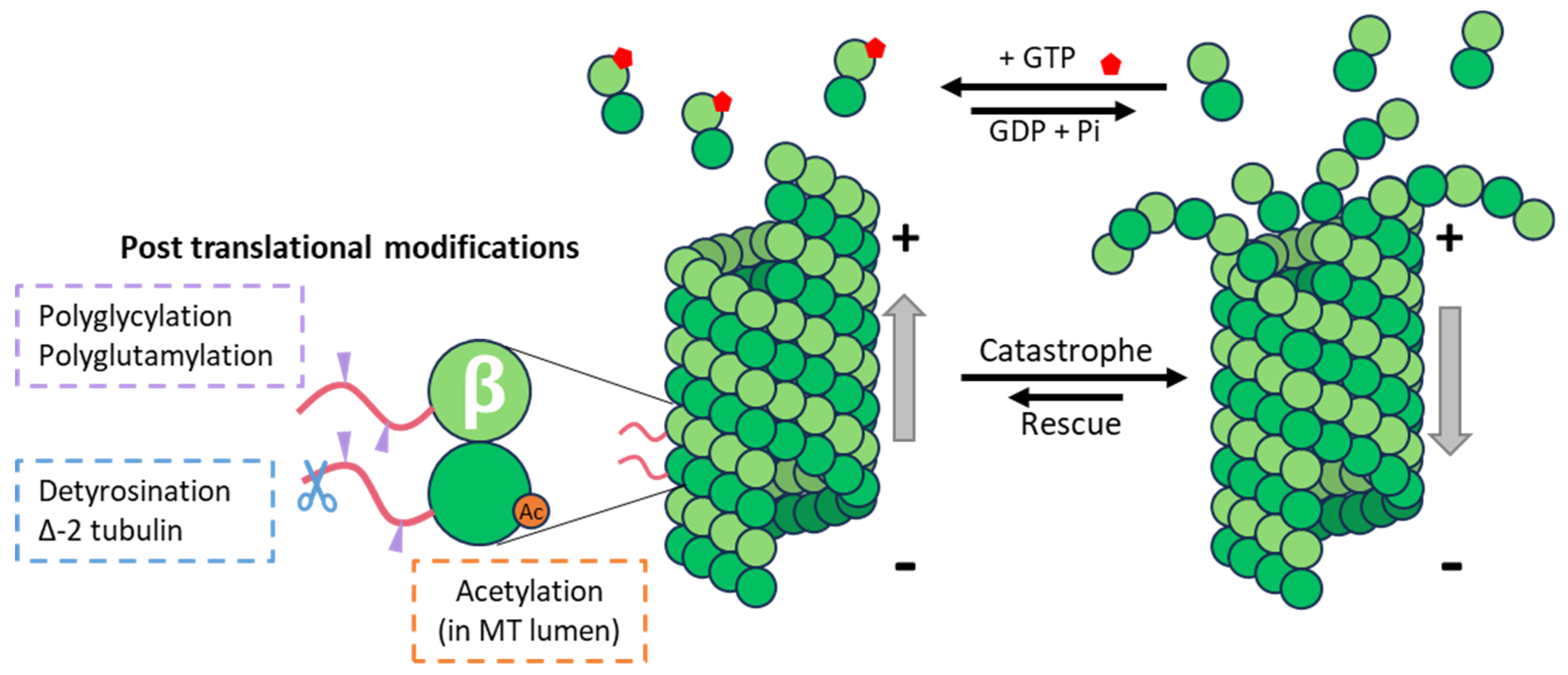Viruses 16 01328 g001 Viruses 16 01328 g001