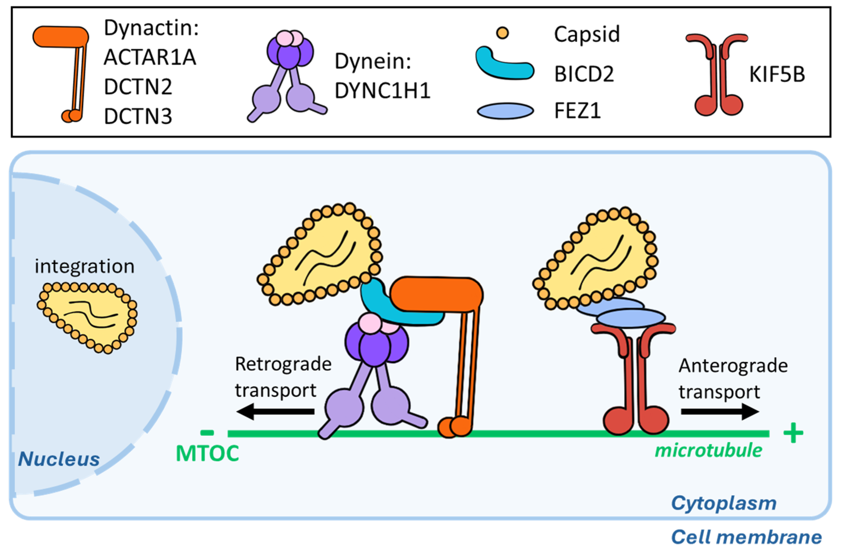 Viruses 16 01328 g002 Viruses 16 01328 g002