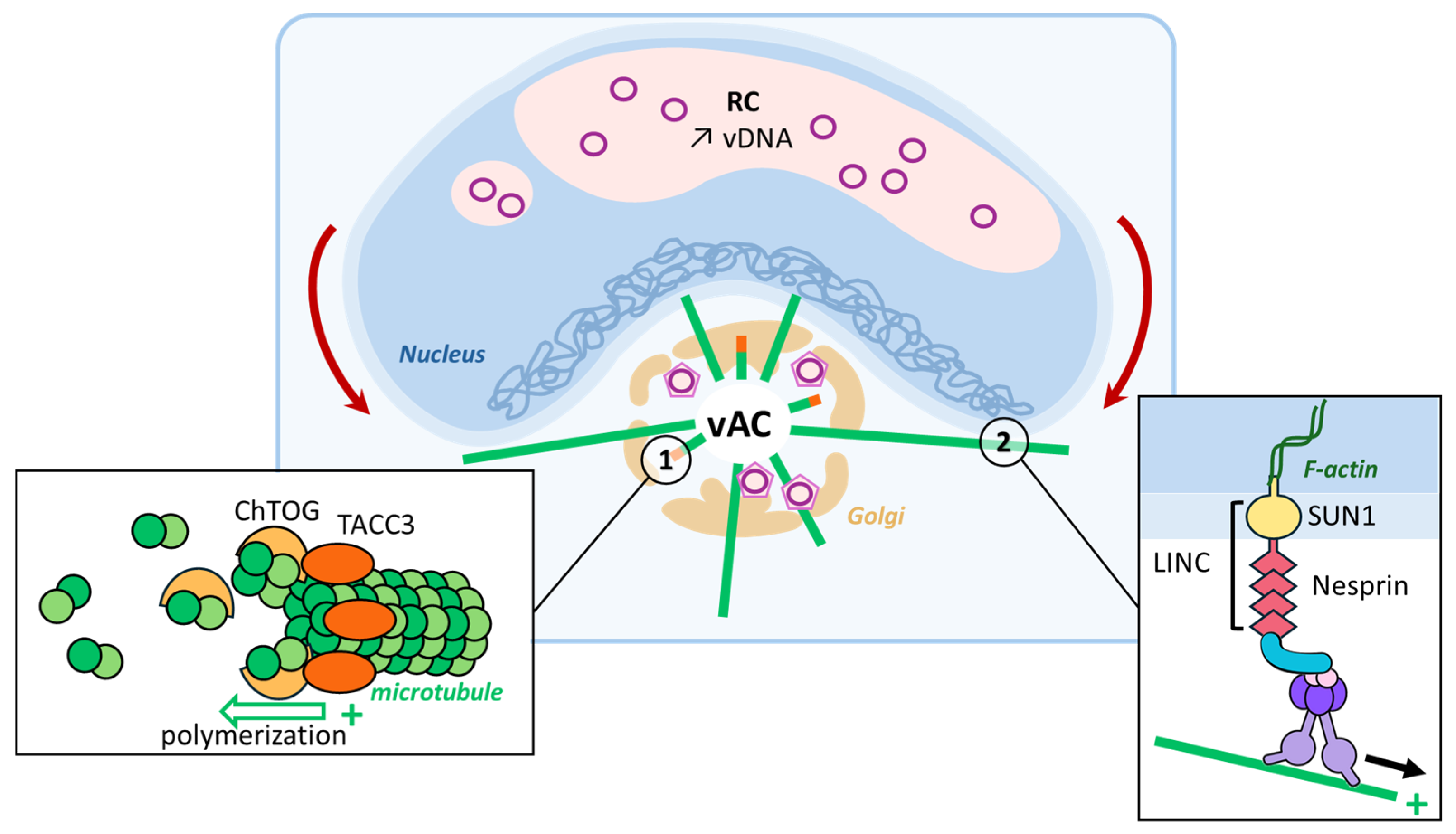 Viruses 16 01328 g003 Viruses 16 01328 g003