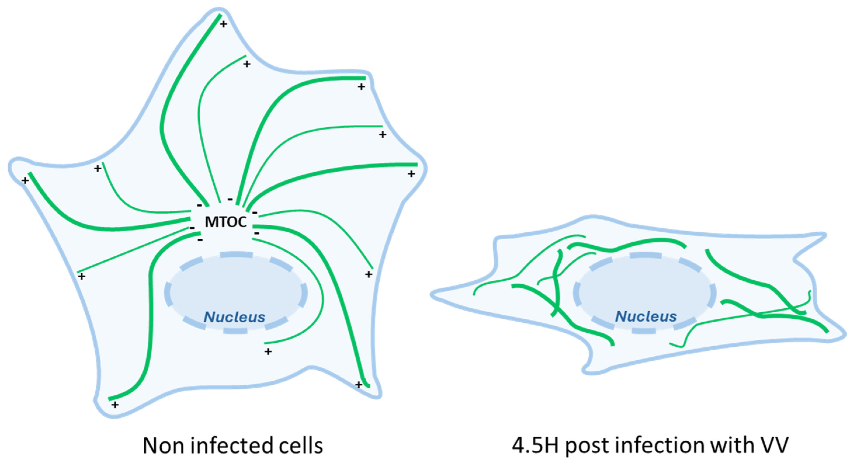 Viruses 16 01328 g004 Viruses 16 01328 g004