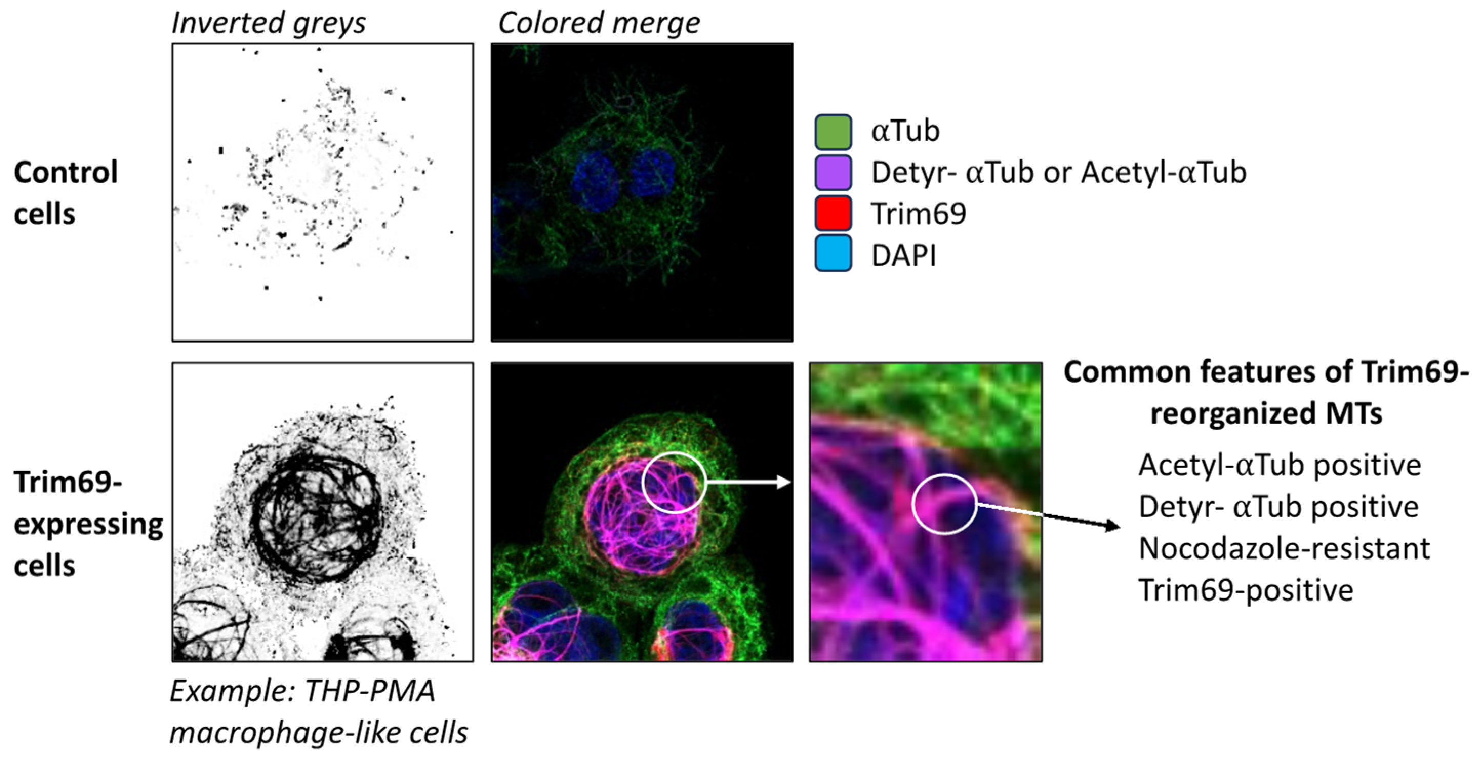 Viruses 16 01328 g005 Viruses 16 01328 g005