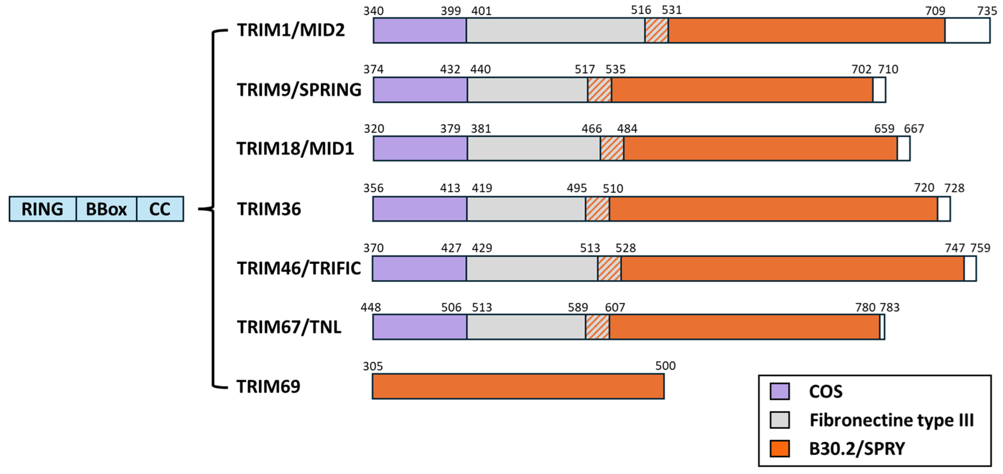 Viruses 16 01328 g006 Viruses 16 01328 g006