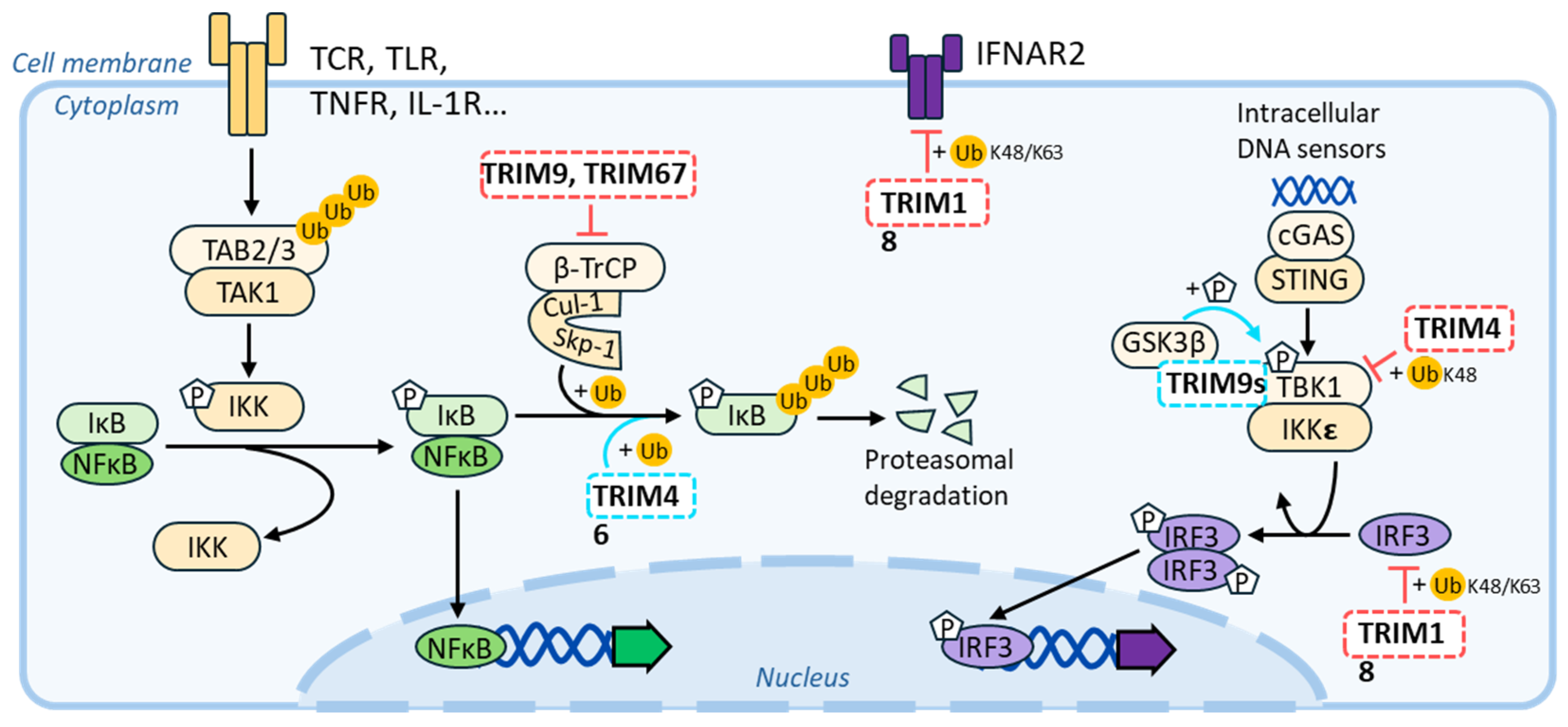 Viruses 16 01328 g007 Viruses 16 01328 g007