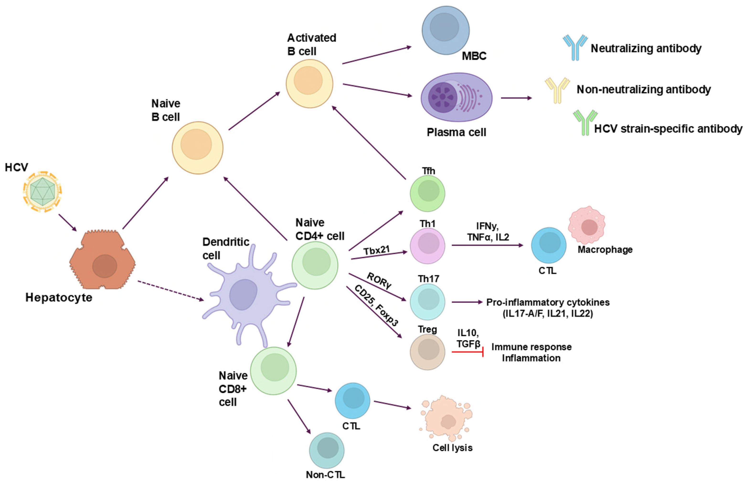 Viruses 16 01337 g003