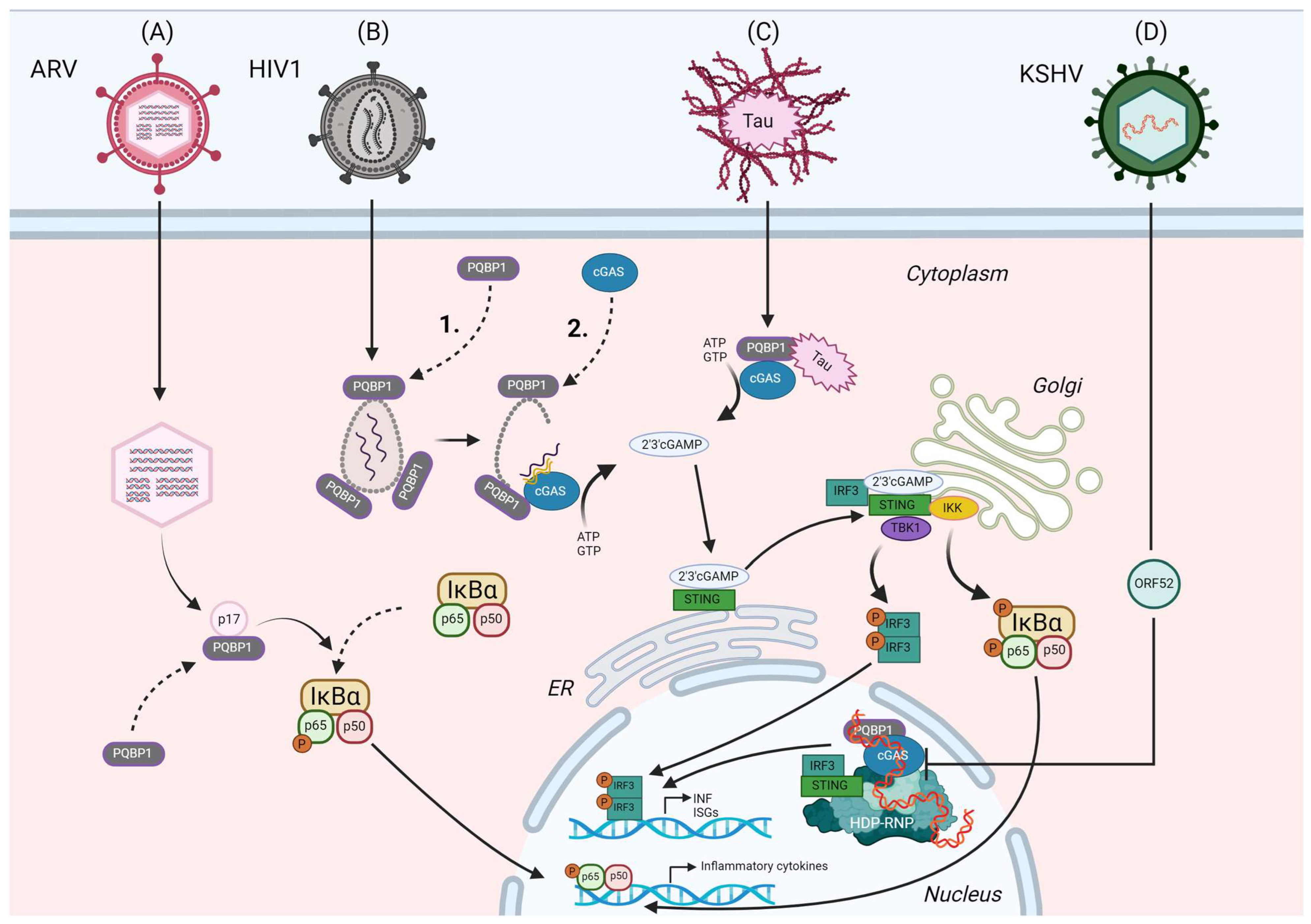 Viruses 16 01340 g002