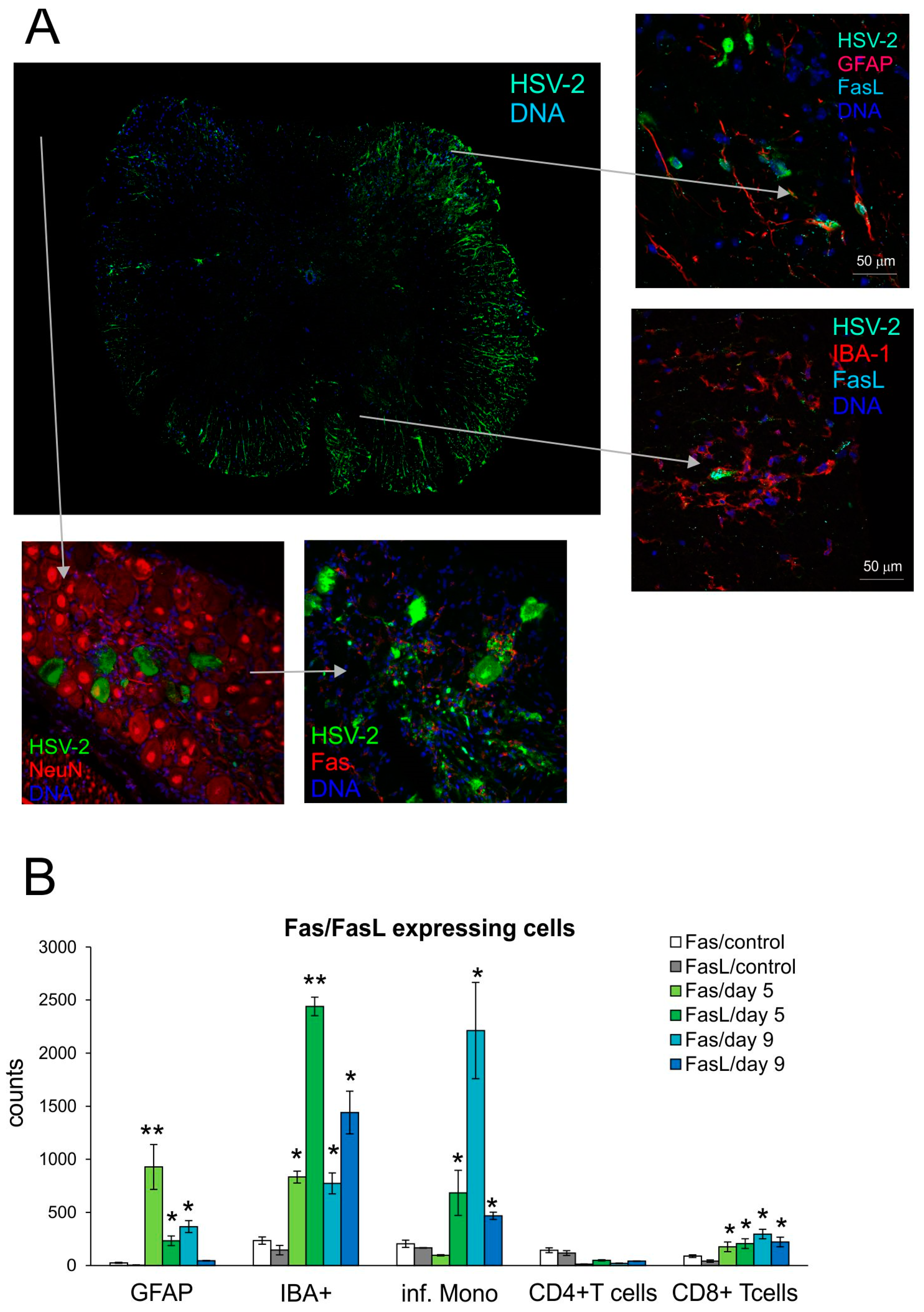 Viruses 16 01363 g001 Viruses 16 01363 g001