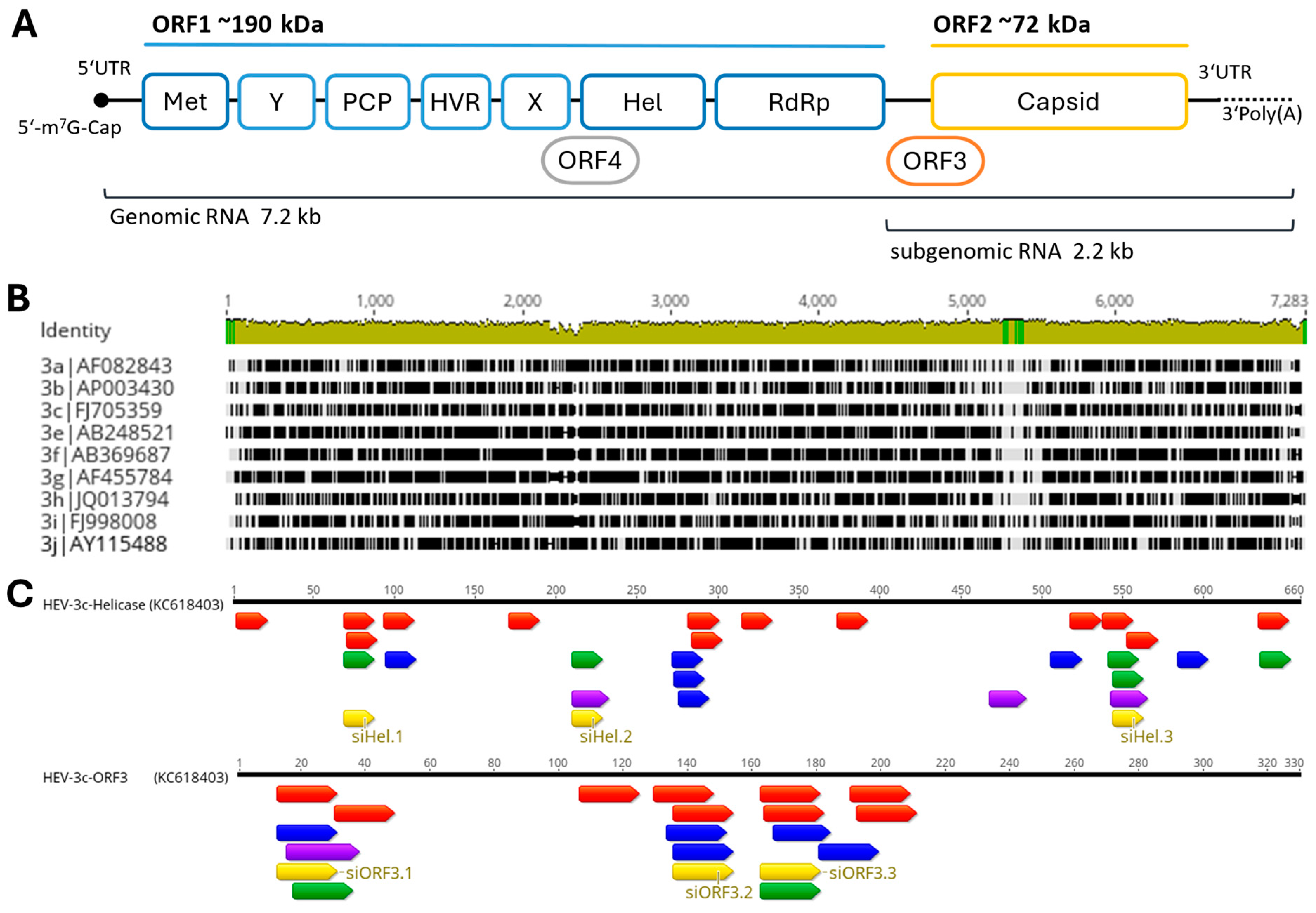 Viruses 16 01378 g001