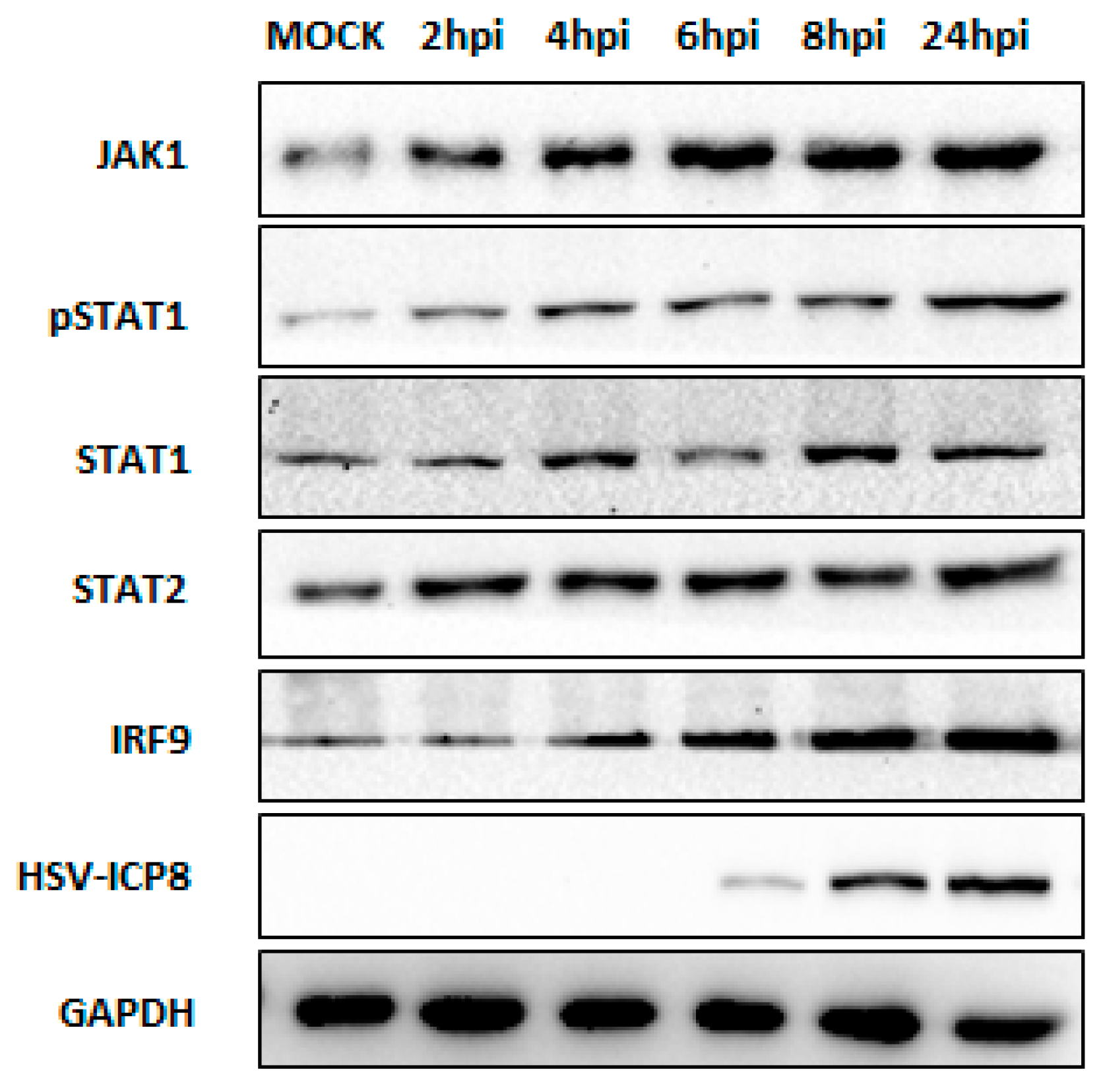 Viruses 16 01383 g004