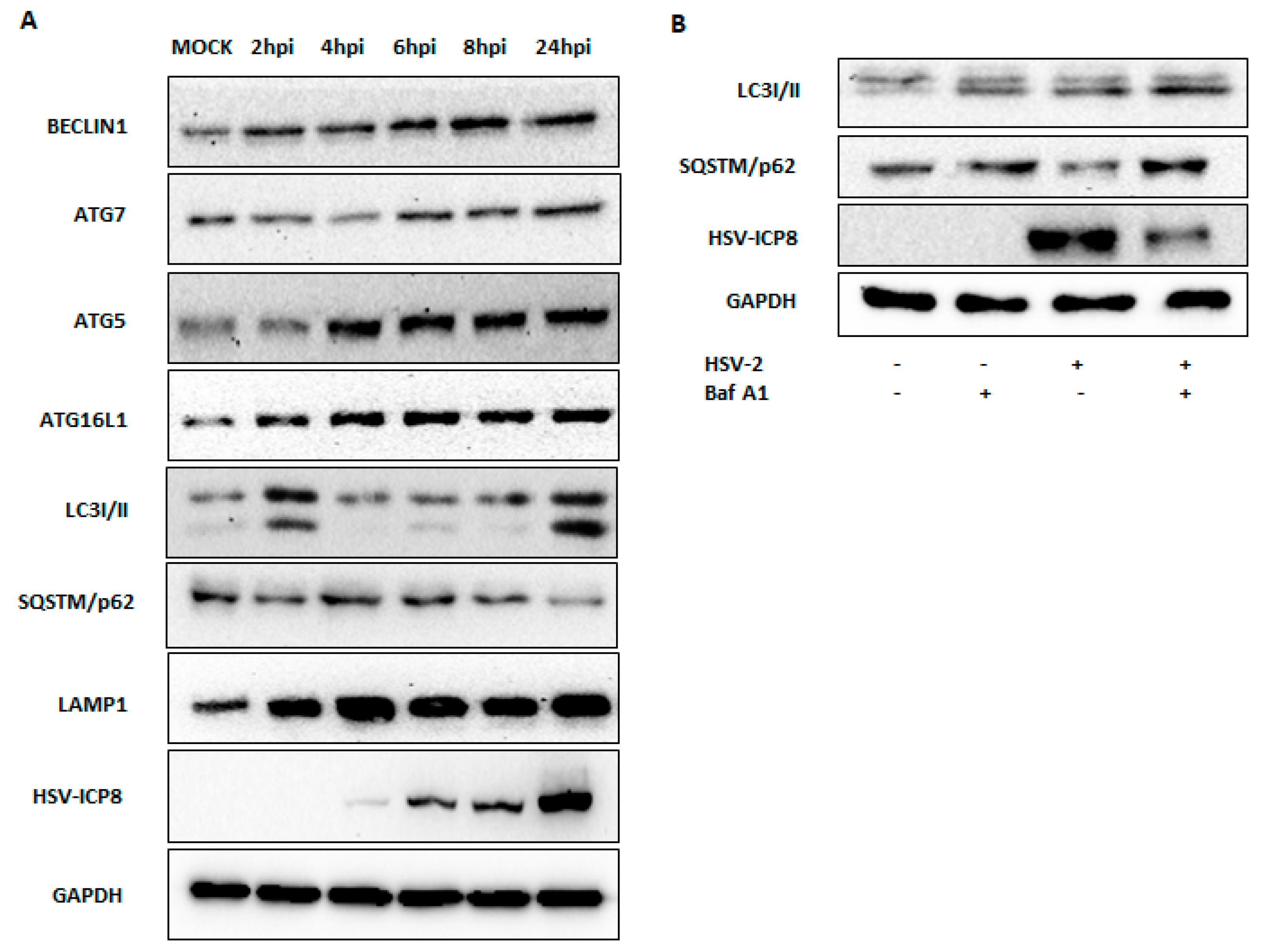 Viruses 16 01383 g005