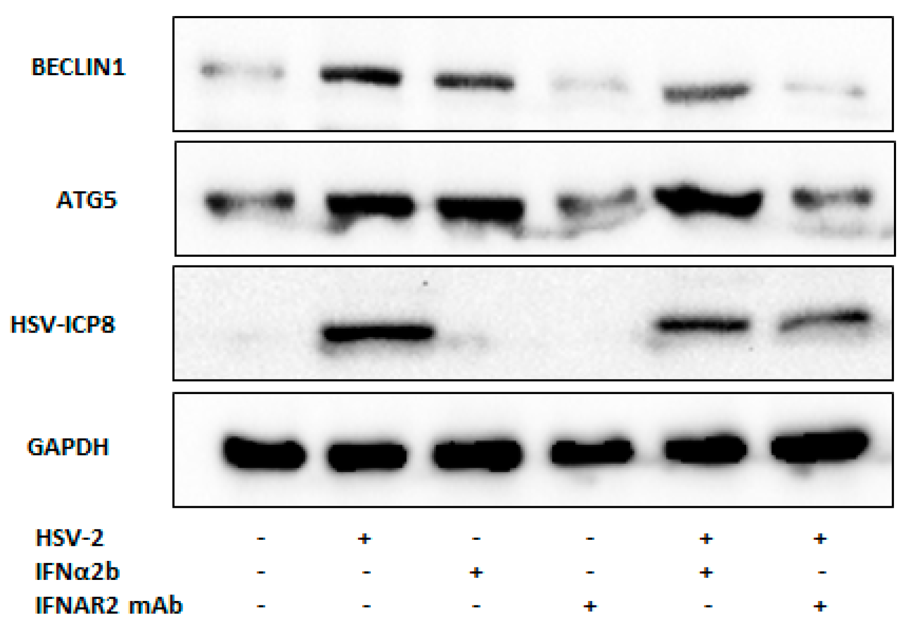 Viruses 16 01383 g006