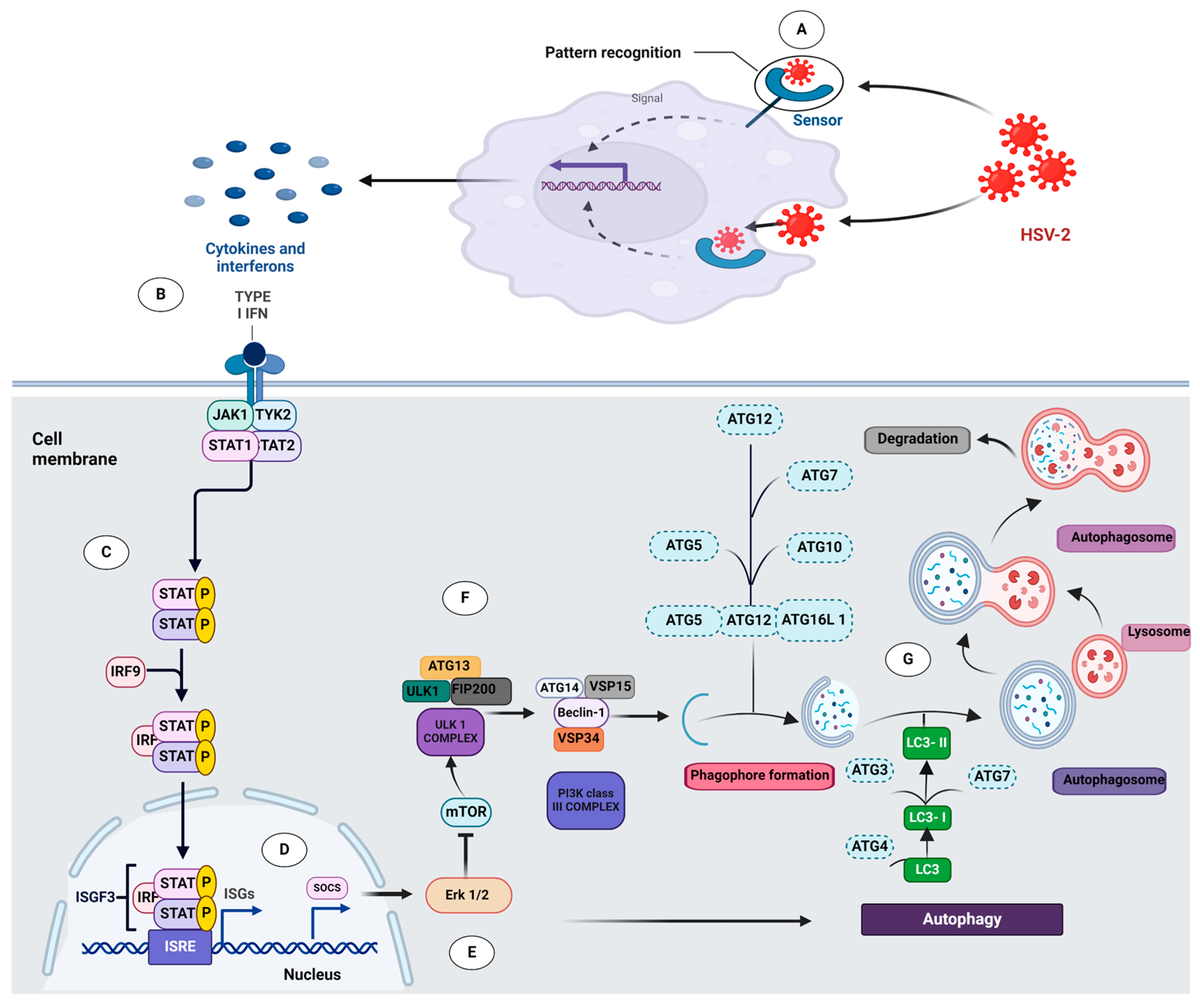 Viruses 16 01383 g009