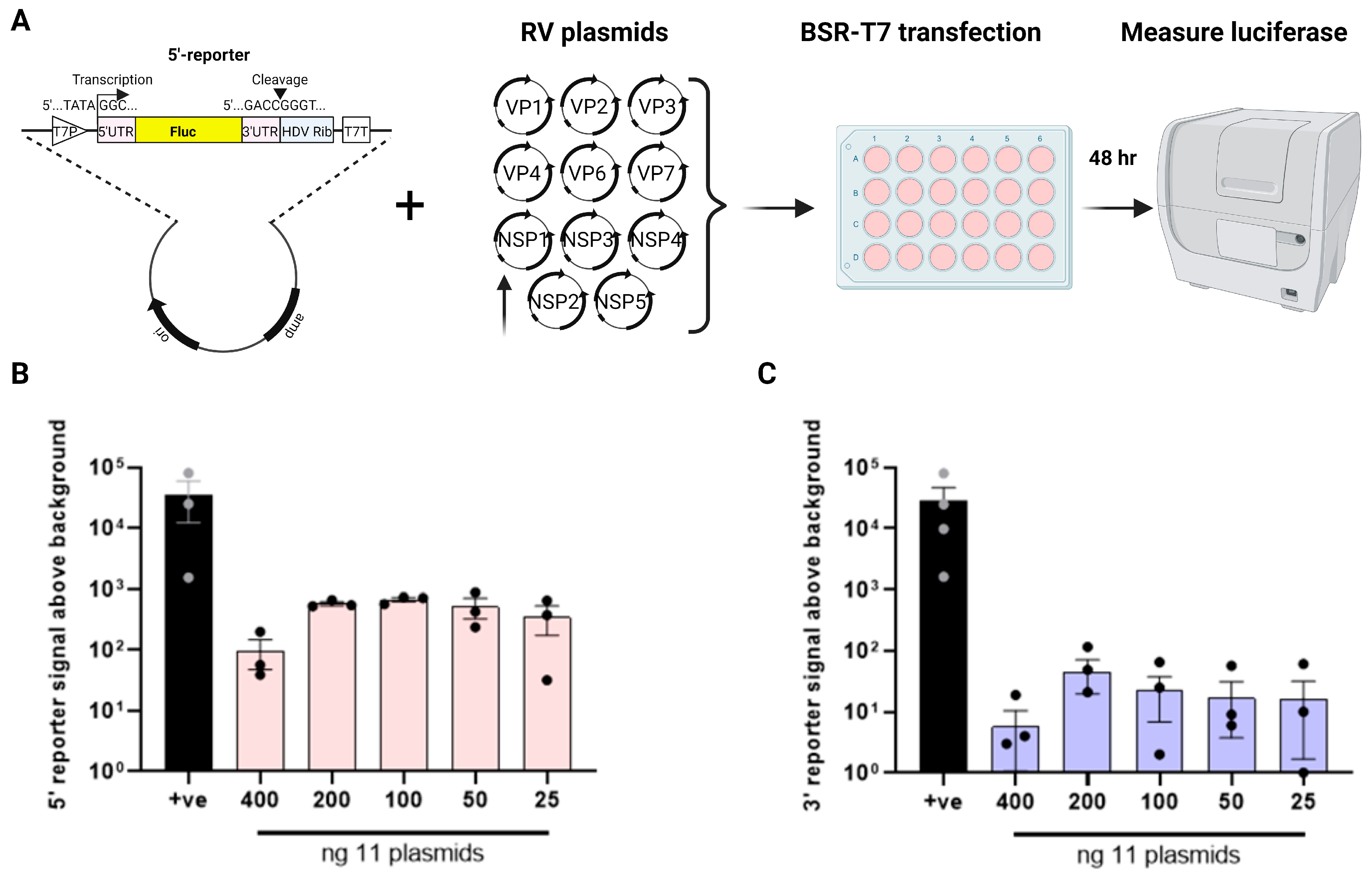 Viruses 16 01396 g002