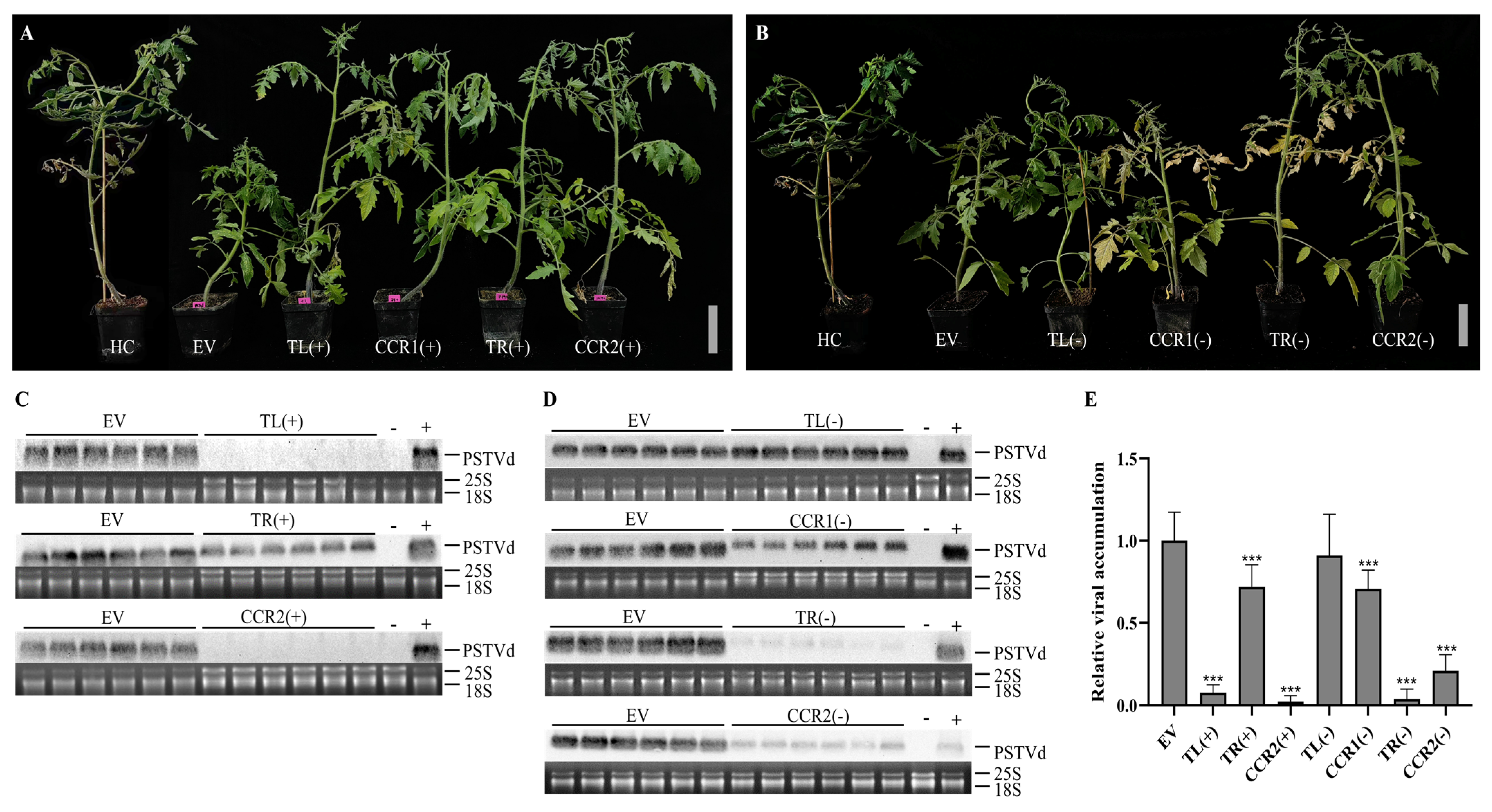 Viruses 16 01401 g003