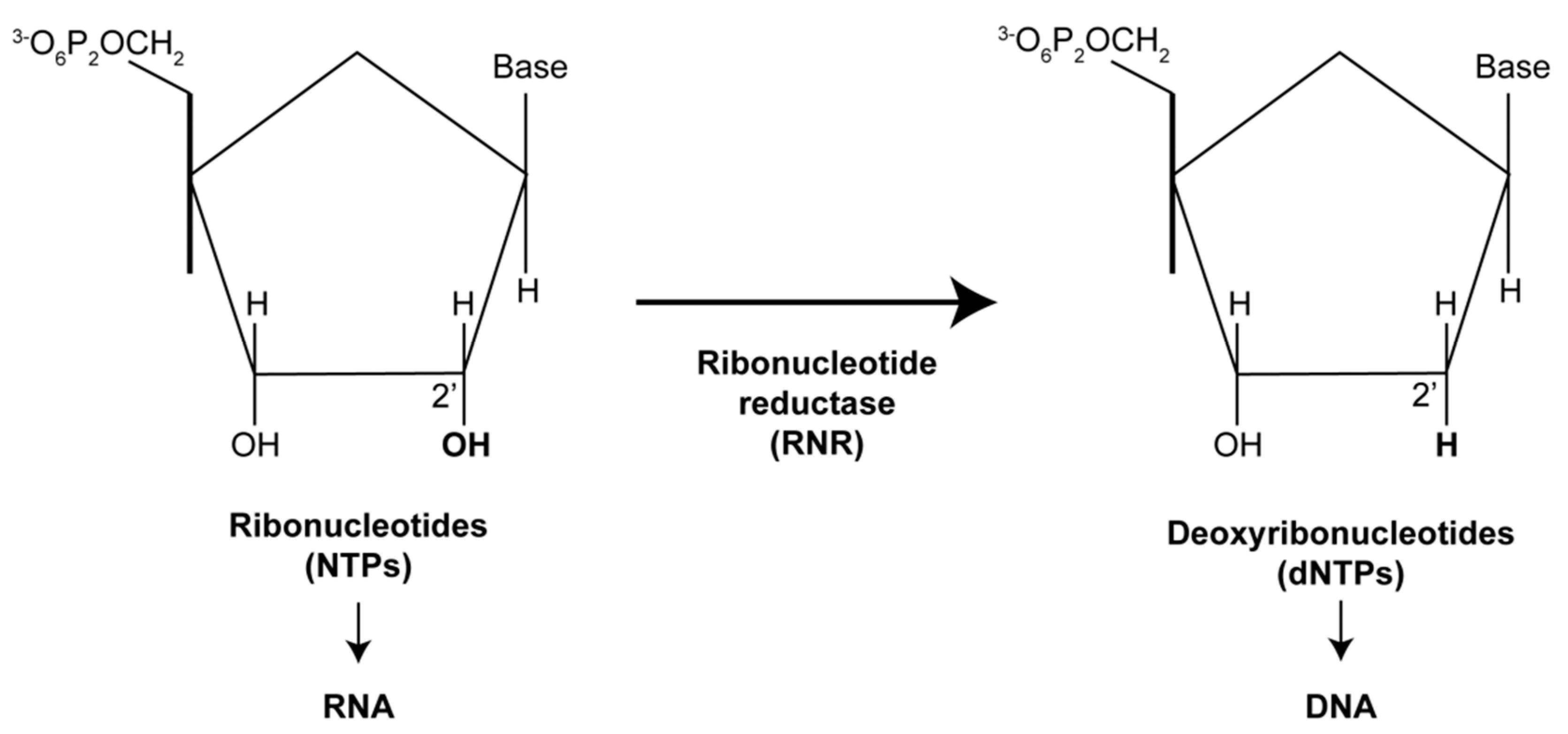 Viruses 16 01412 g003 Viruses 16 01412 g003
