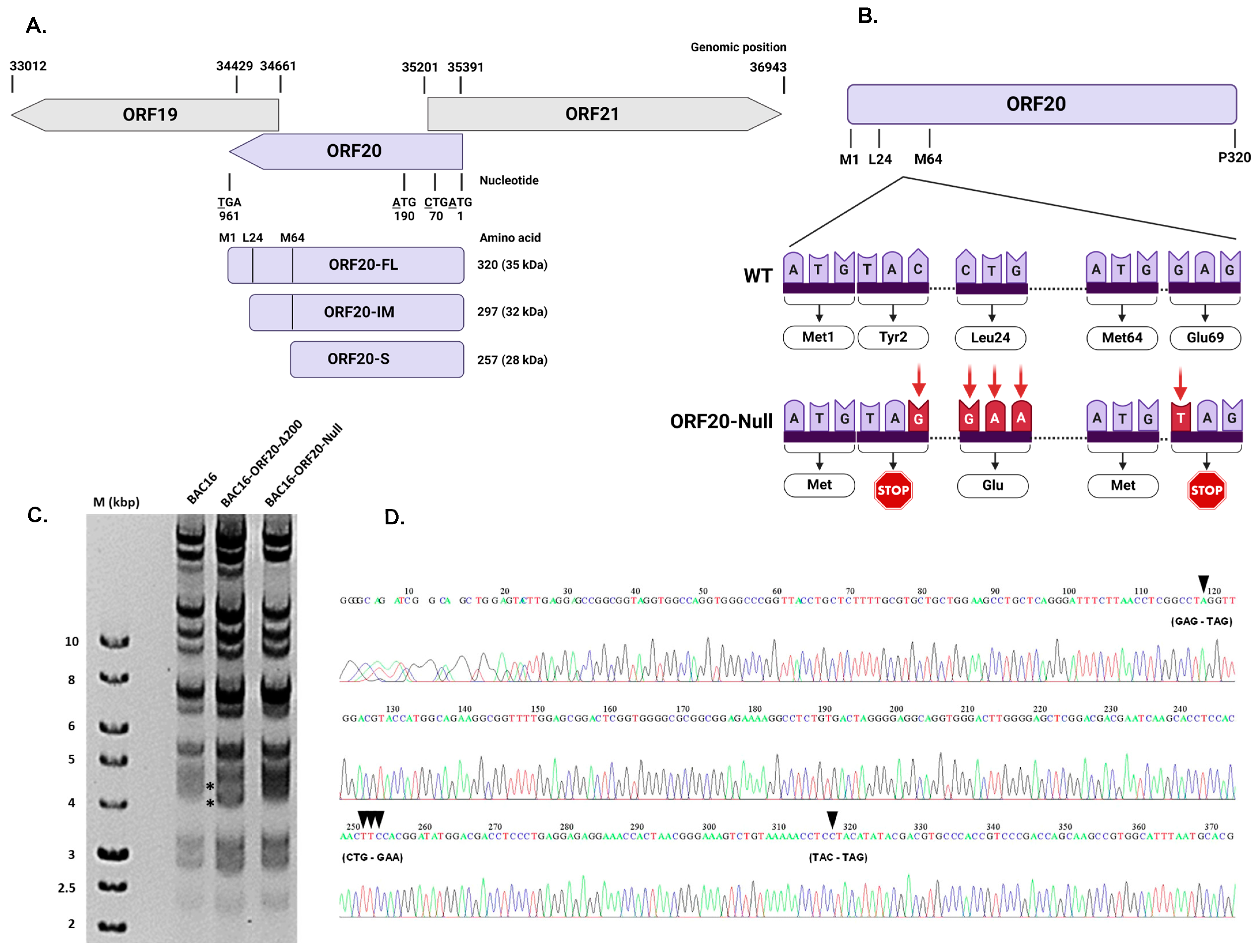 Viruses 16 01418 g003