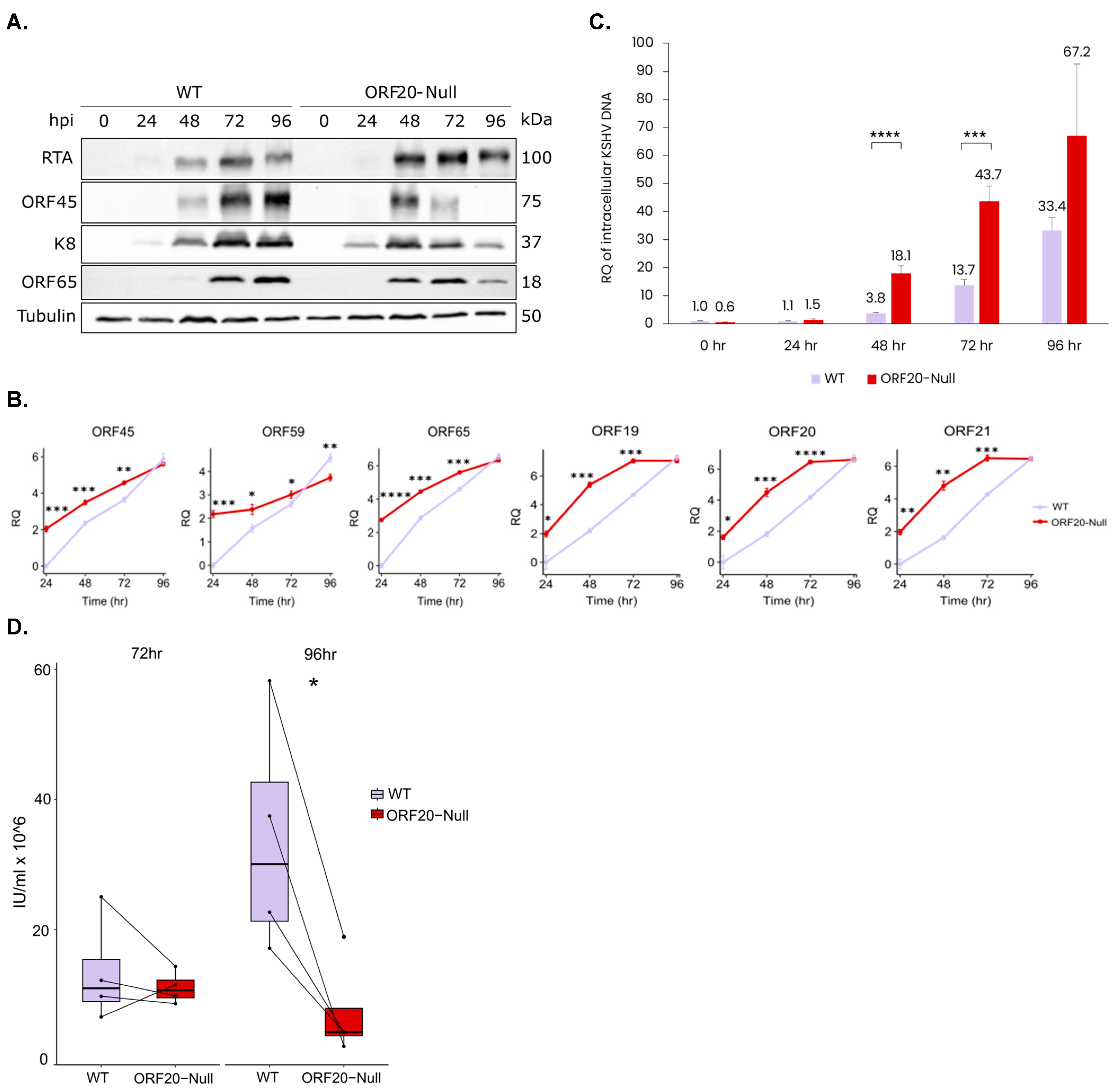 Viruses 16 01418 g004