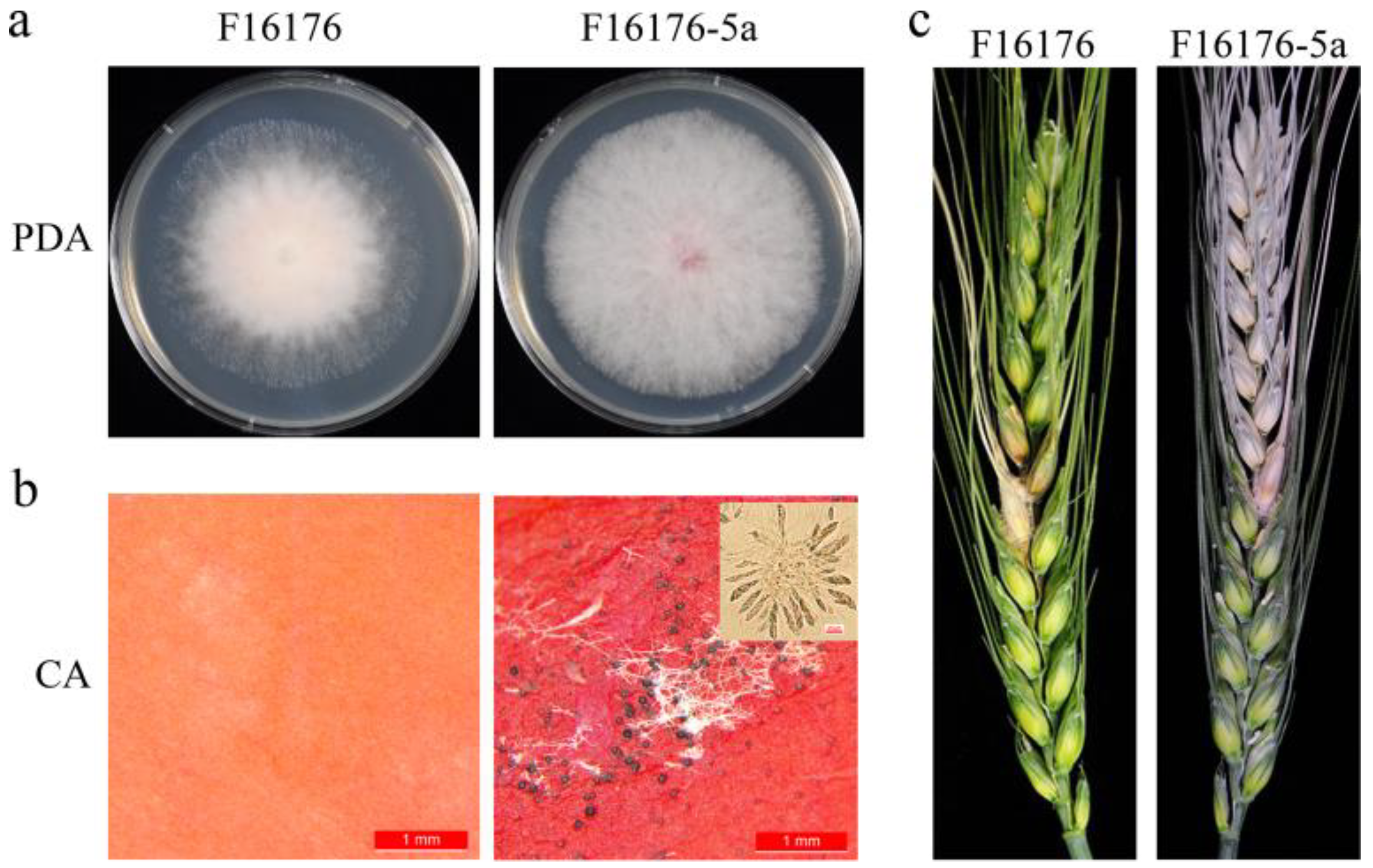 Viruses 16 01424 g003