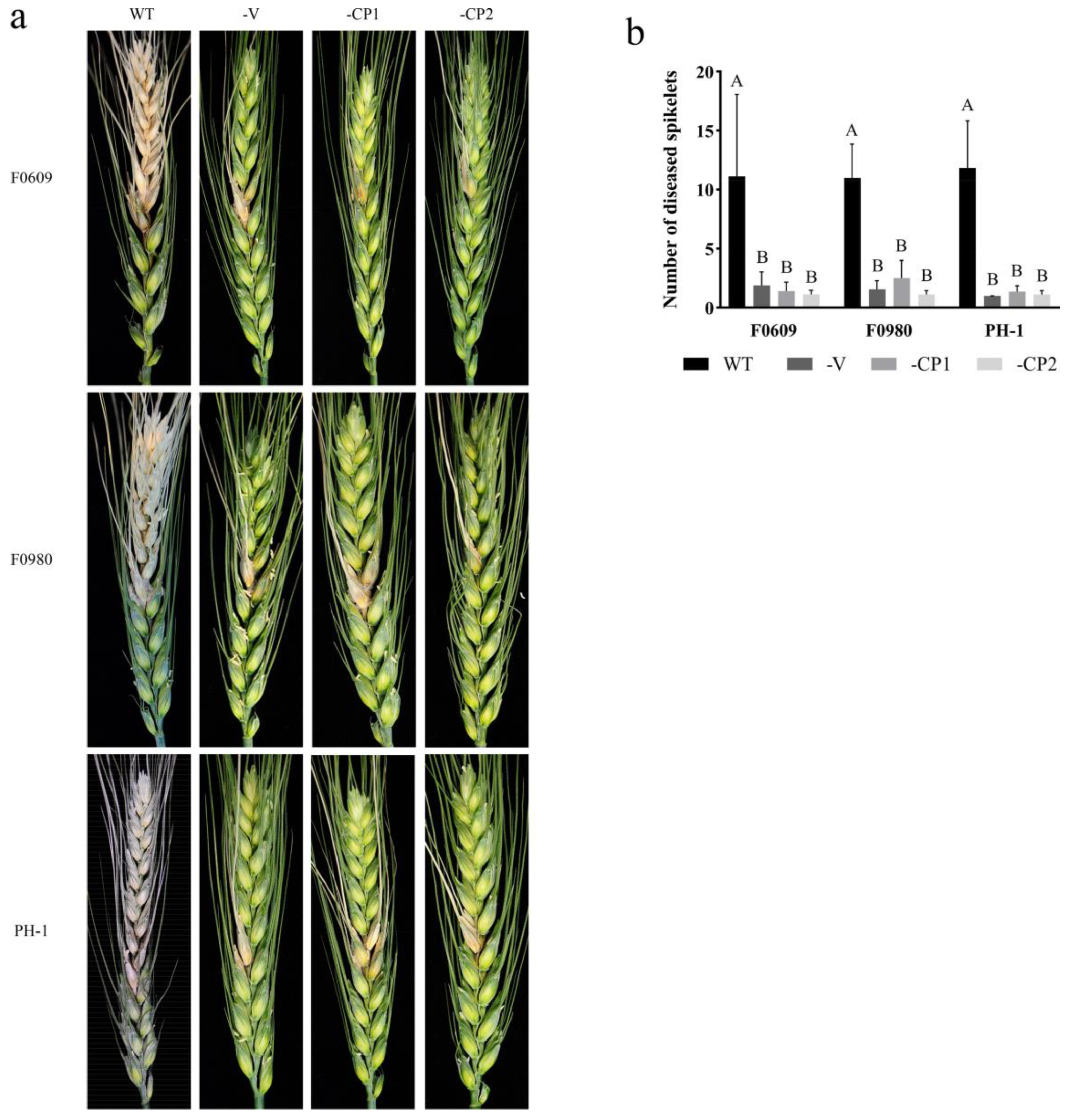 Viruses 16 01424 g005