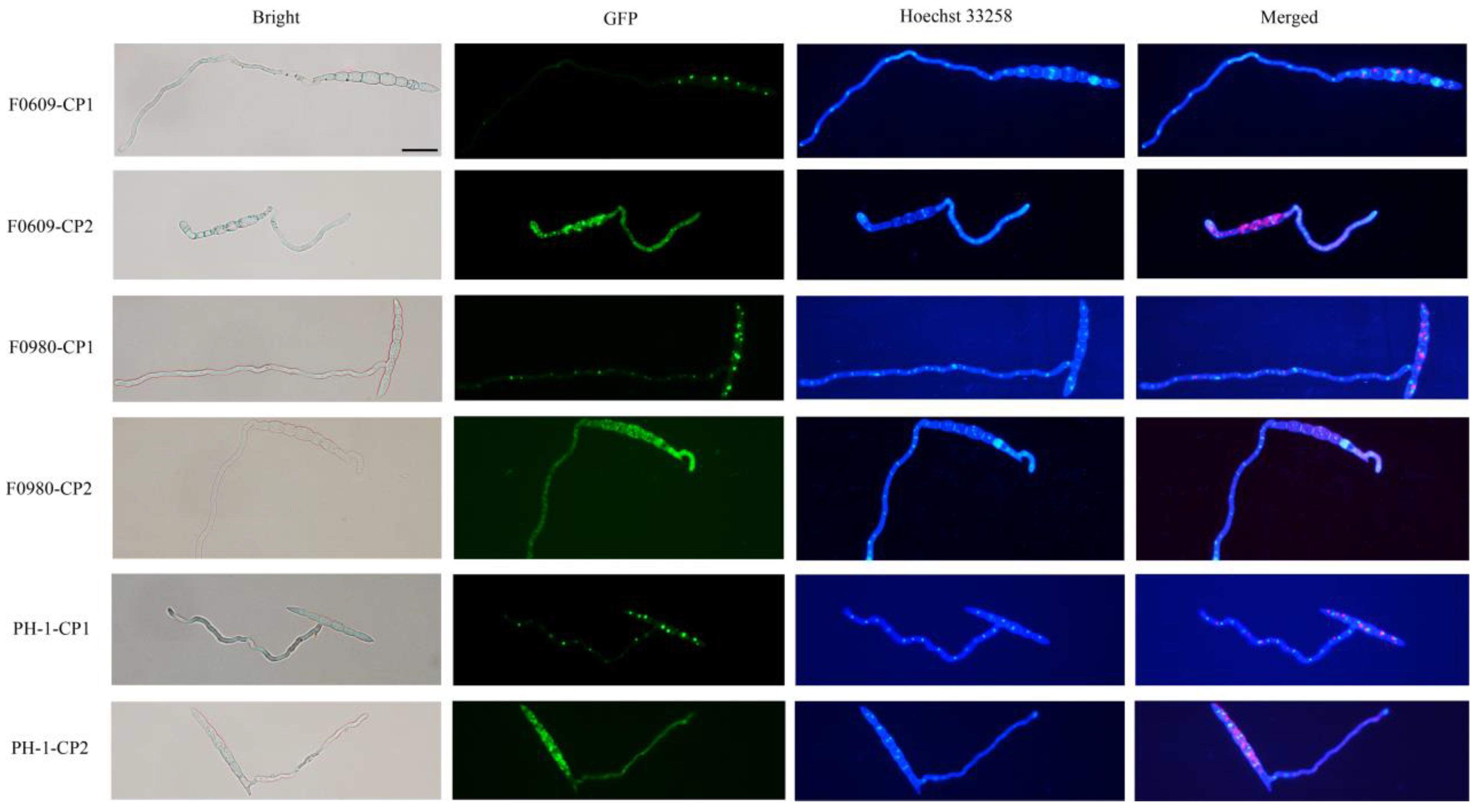 Viruses 16 01424 g006