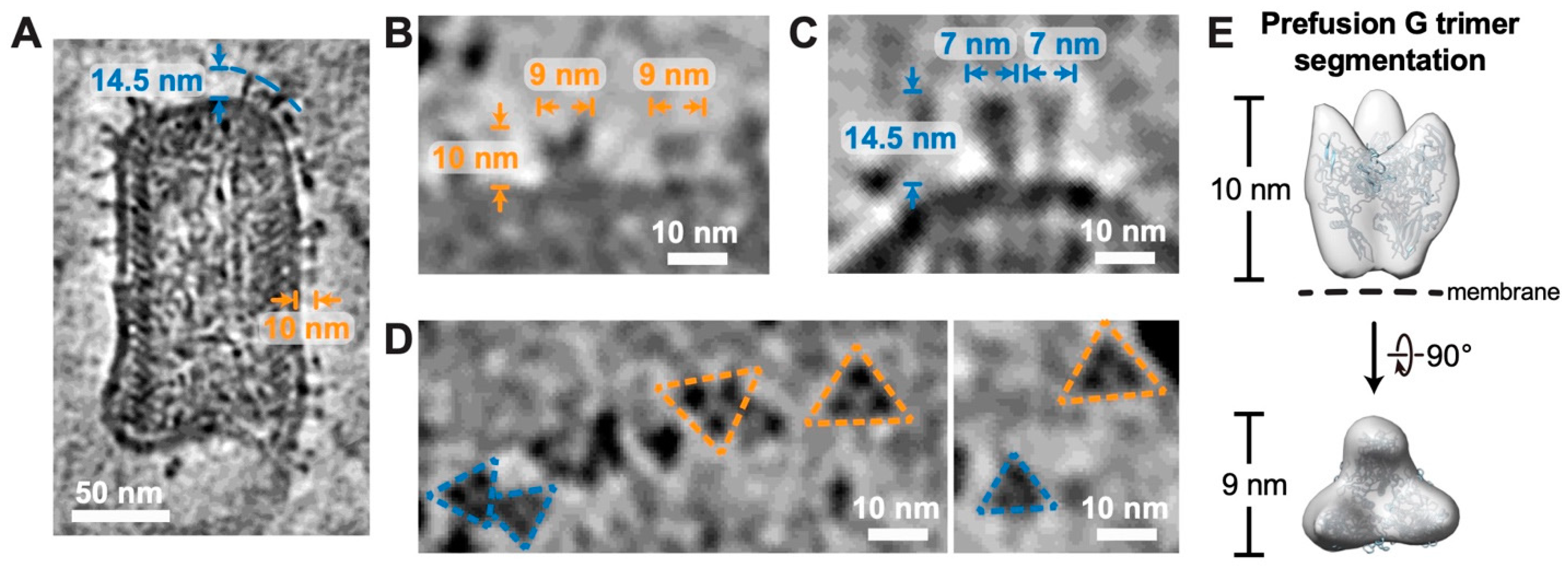 Viruses 16 01447 g004