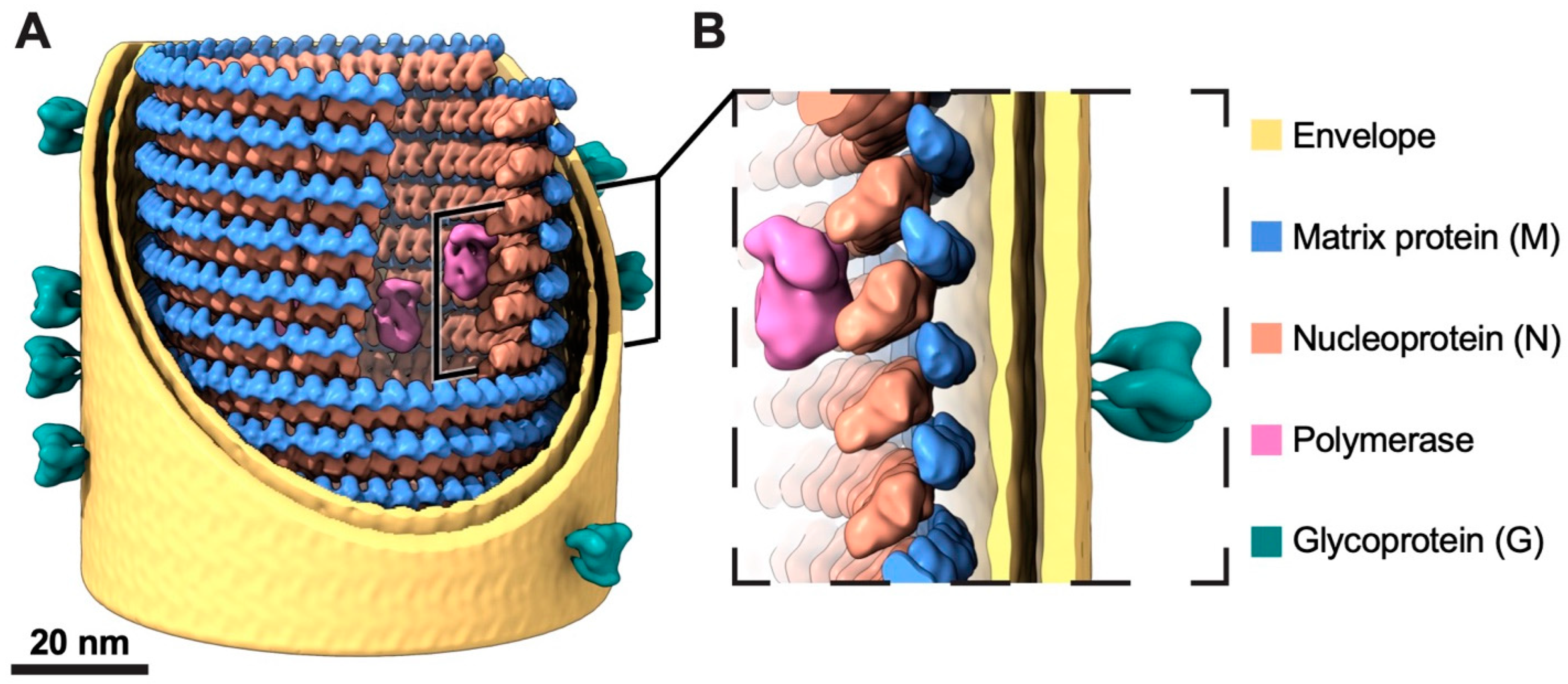 Viruses 16 01447 g005