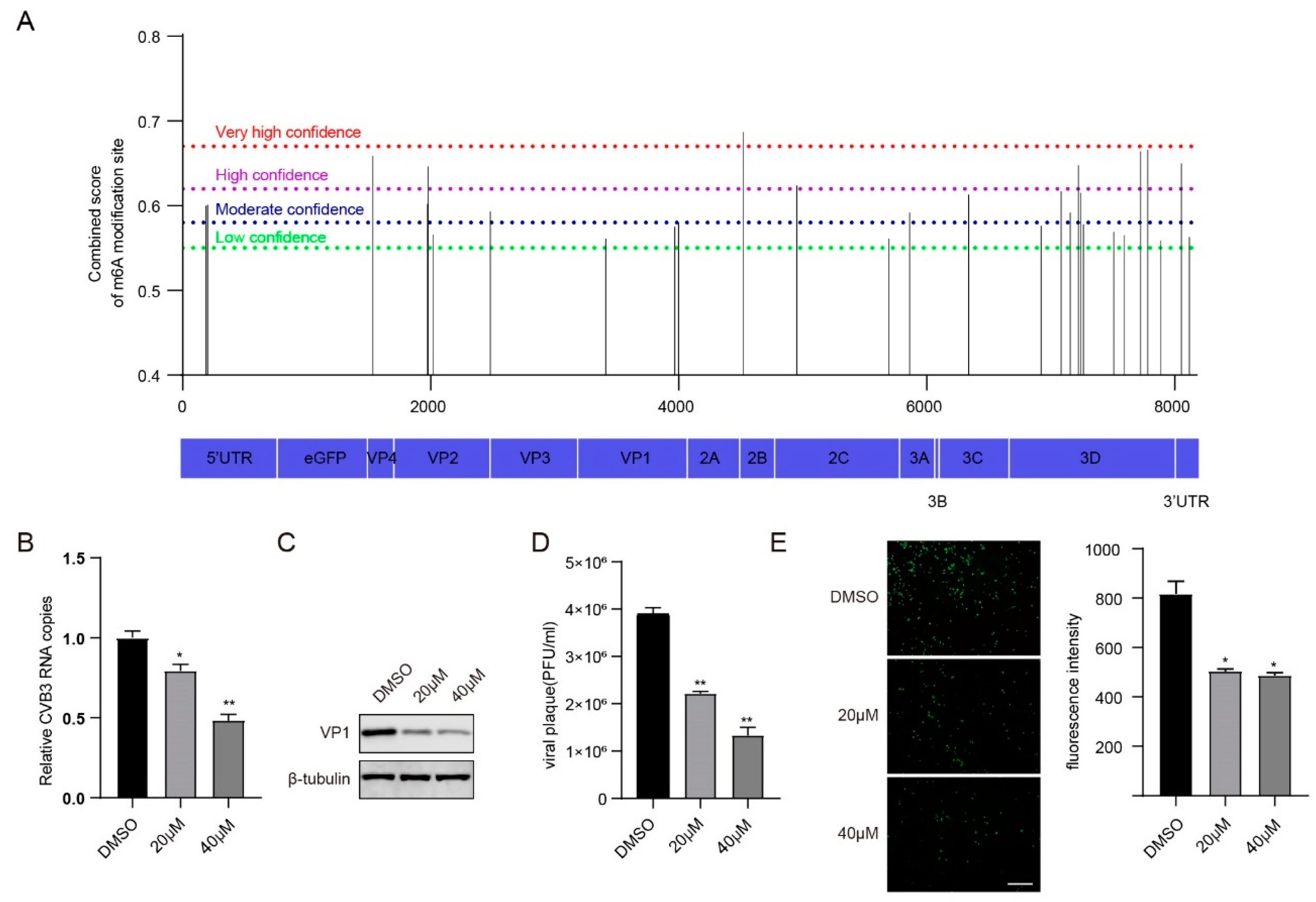Viruses 16 01448 g001