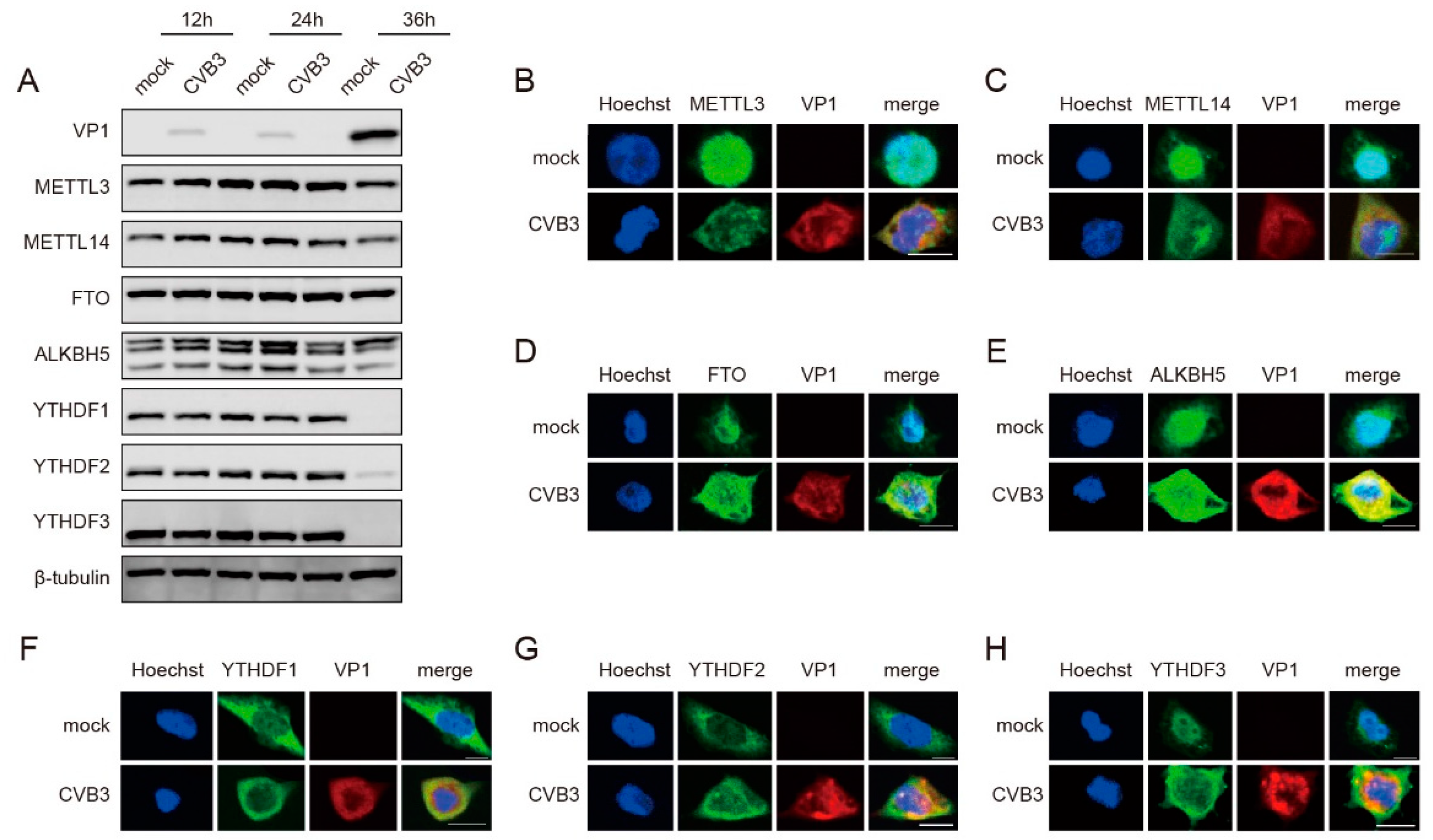 Viruses 16 01448 g002