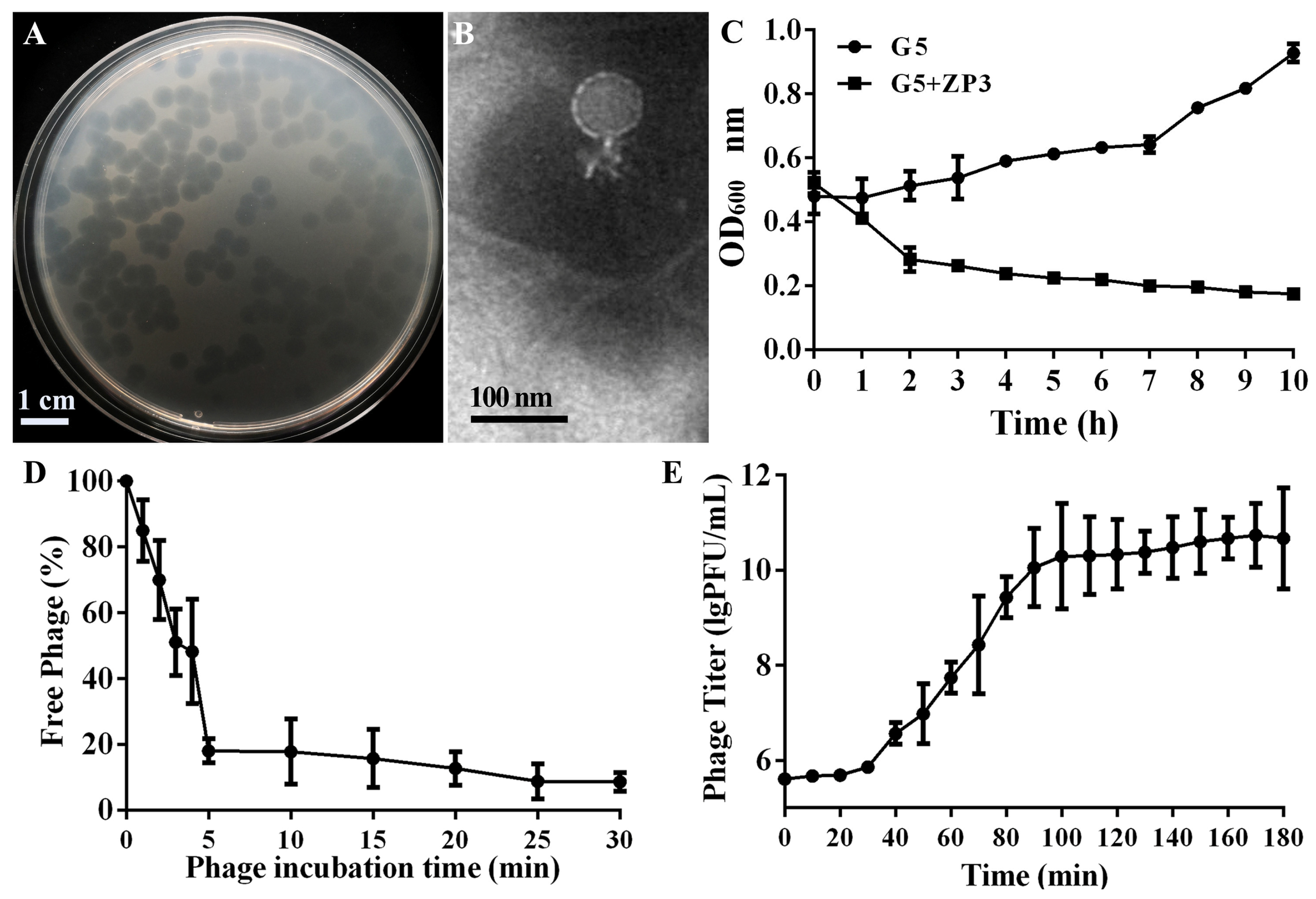 Viruses 16 01450 g001