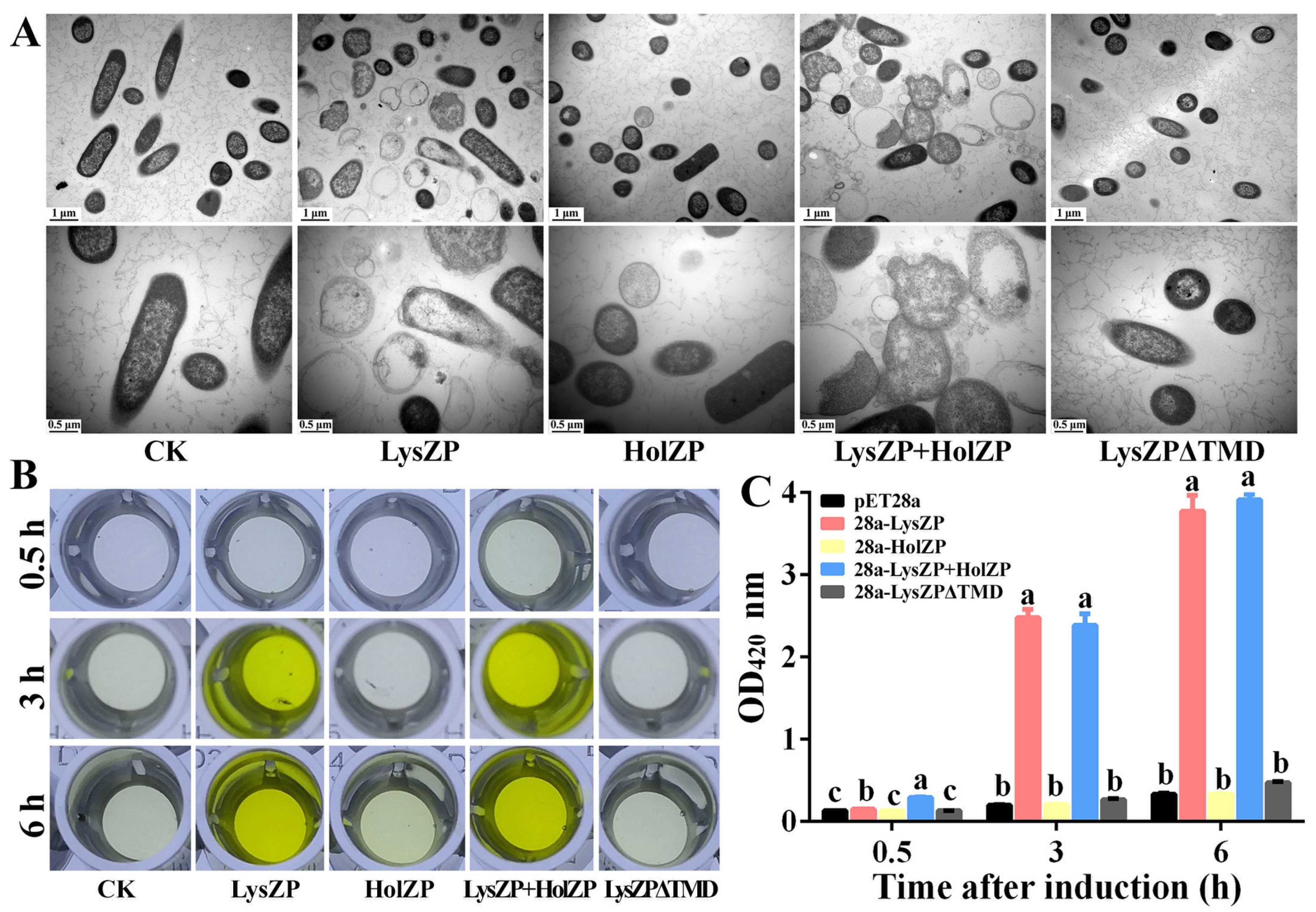 Viruses 16 01450 g006