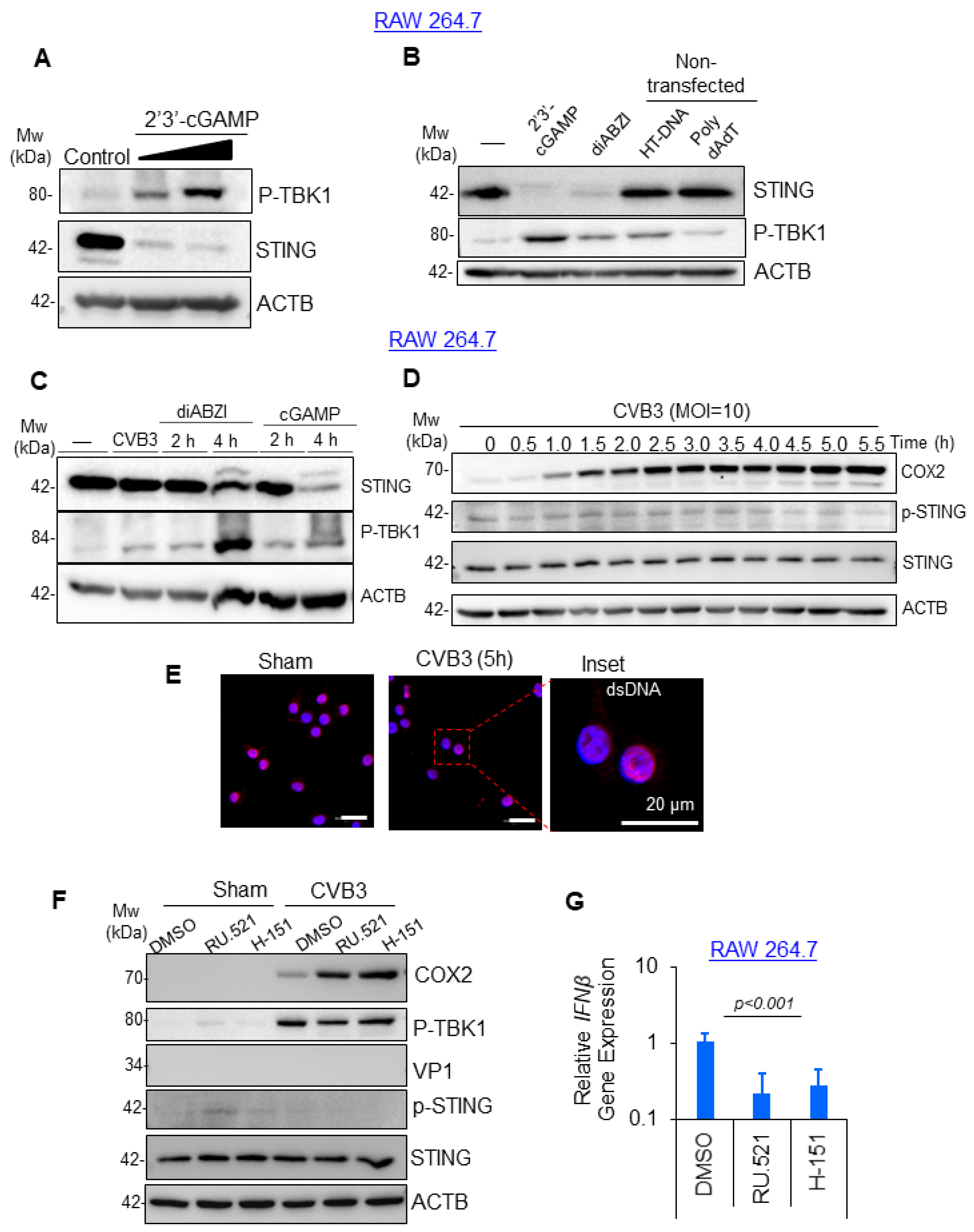 Viruses 16 01456 g002