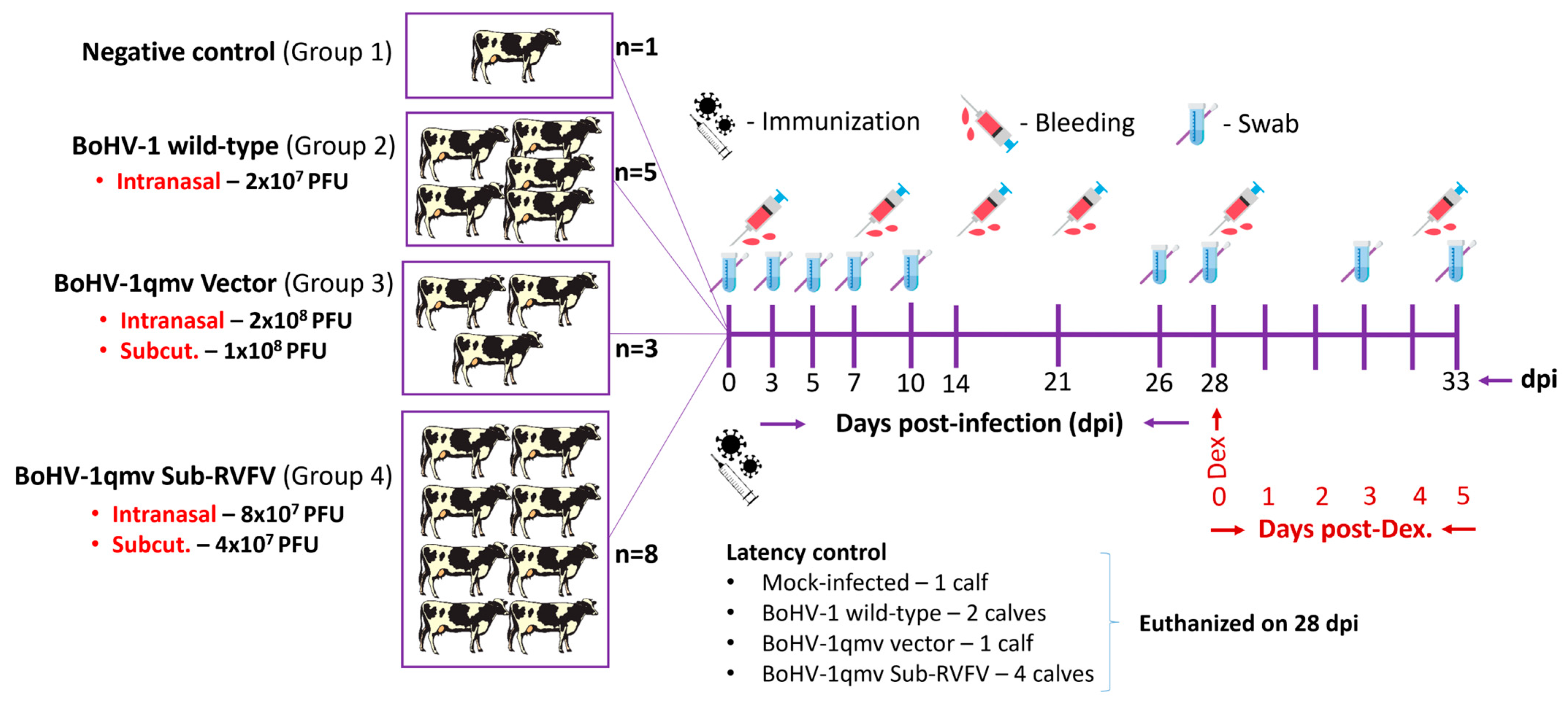 Viruses 16 01497 g001