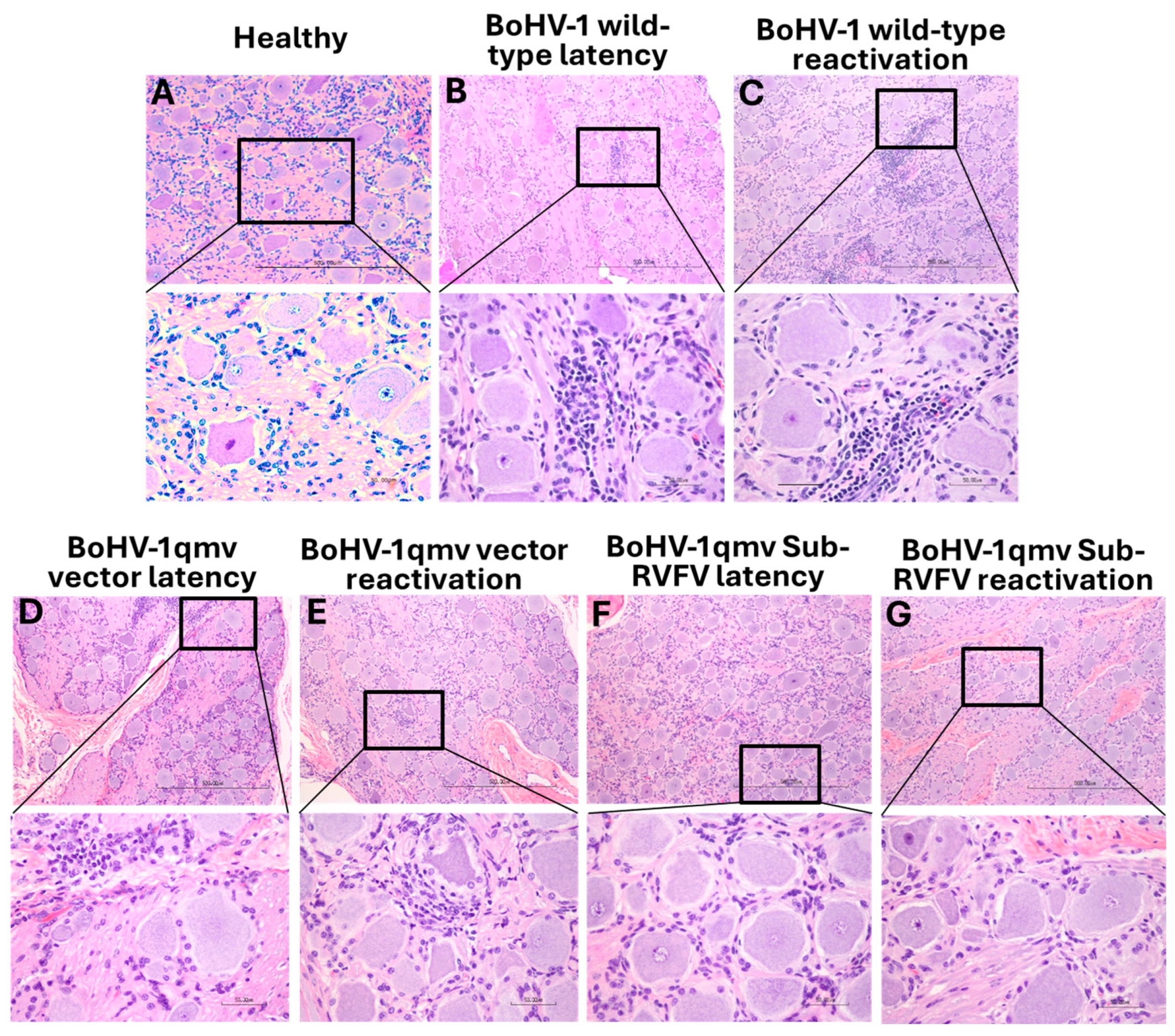 Viruses 16 01497 g008