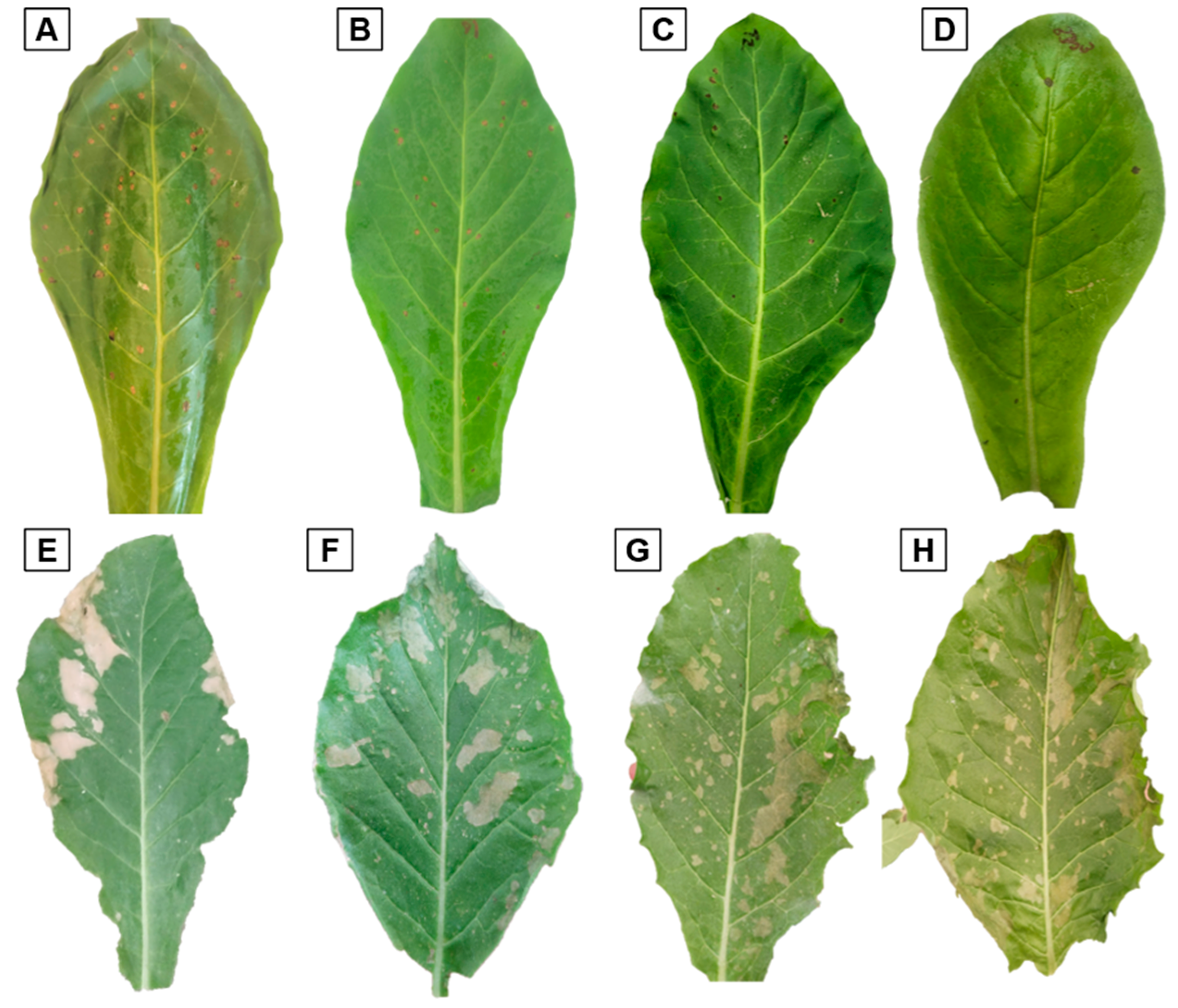 Viruses 16 01510 g003 Viruses 16 01510 g003