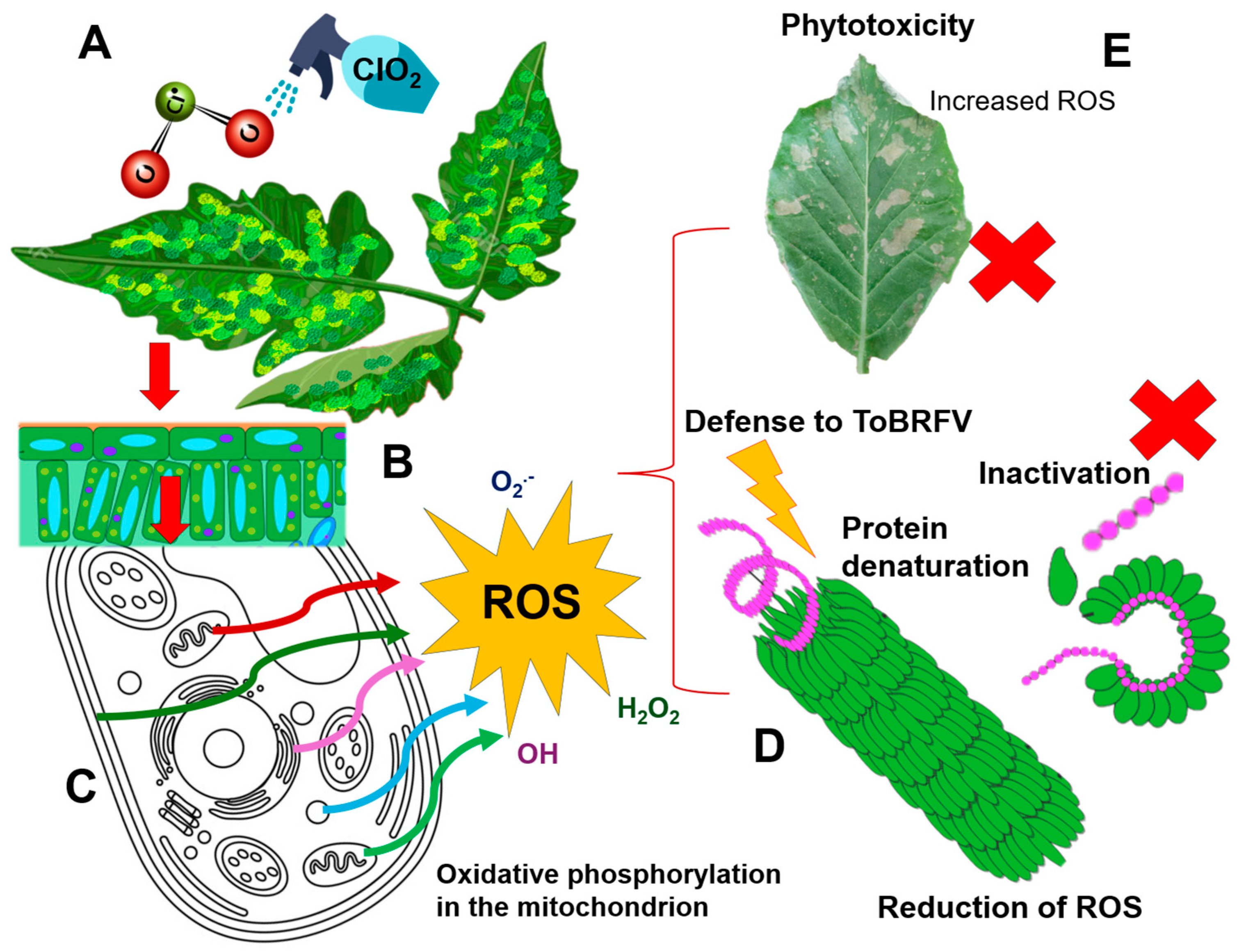 Viruses 16 01510 g010 Viruses 16 01510 g010