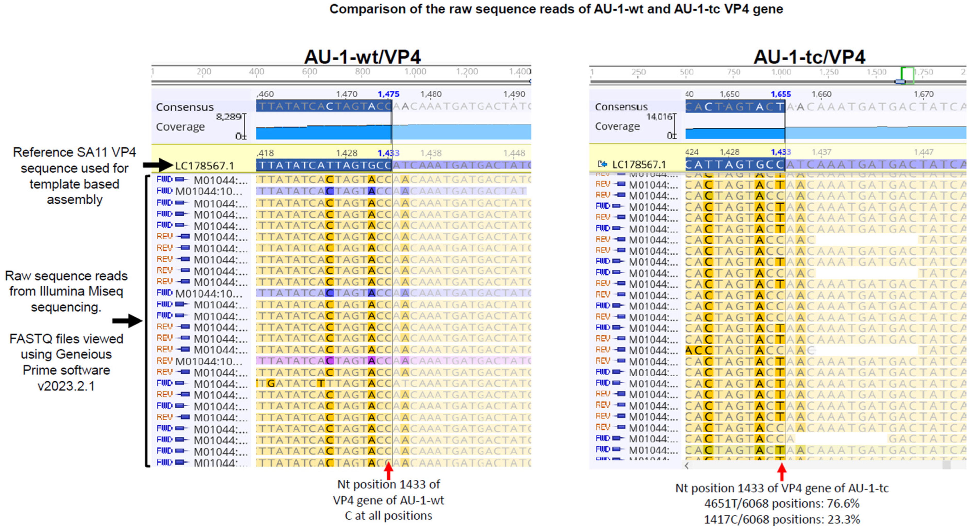 Viruses 16 01529 g001