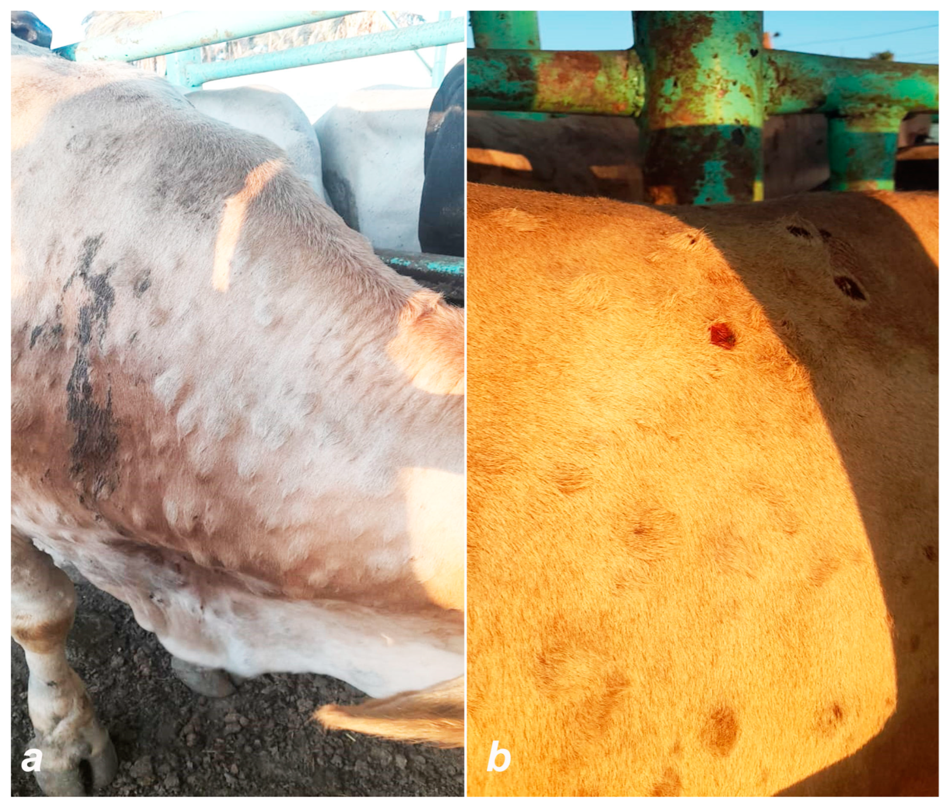 Viruses 16 01536 g004