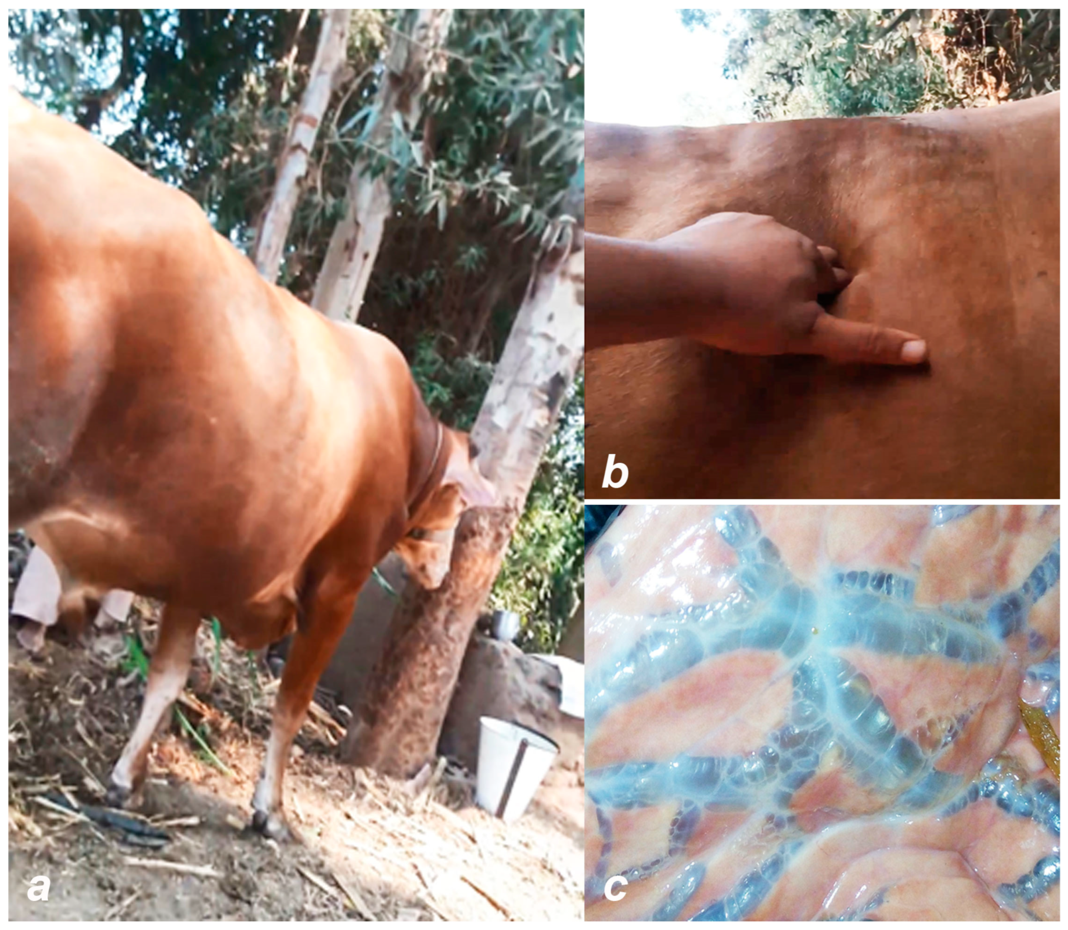 Viruses 16 01536 g007