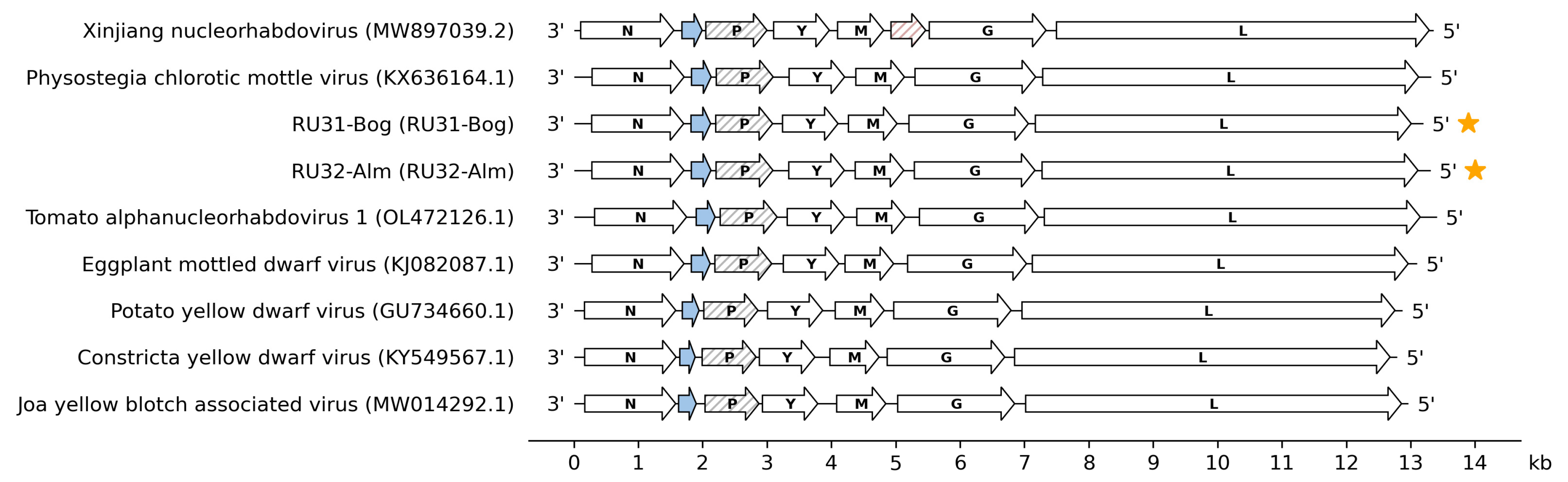Viruses 16 01538 g002