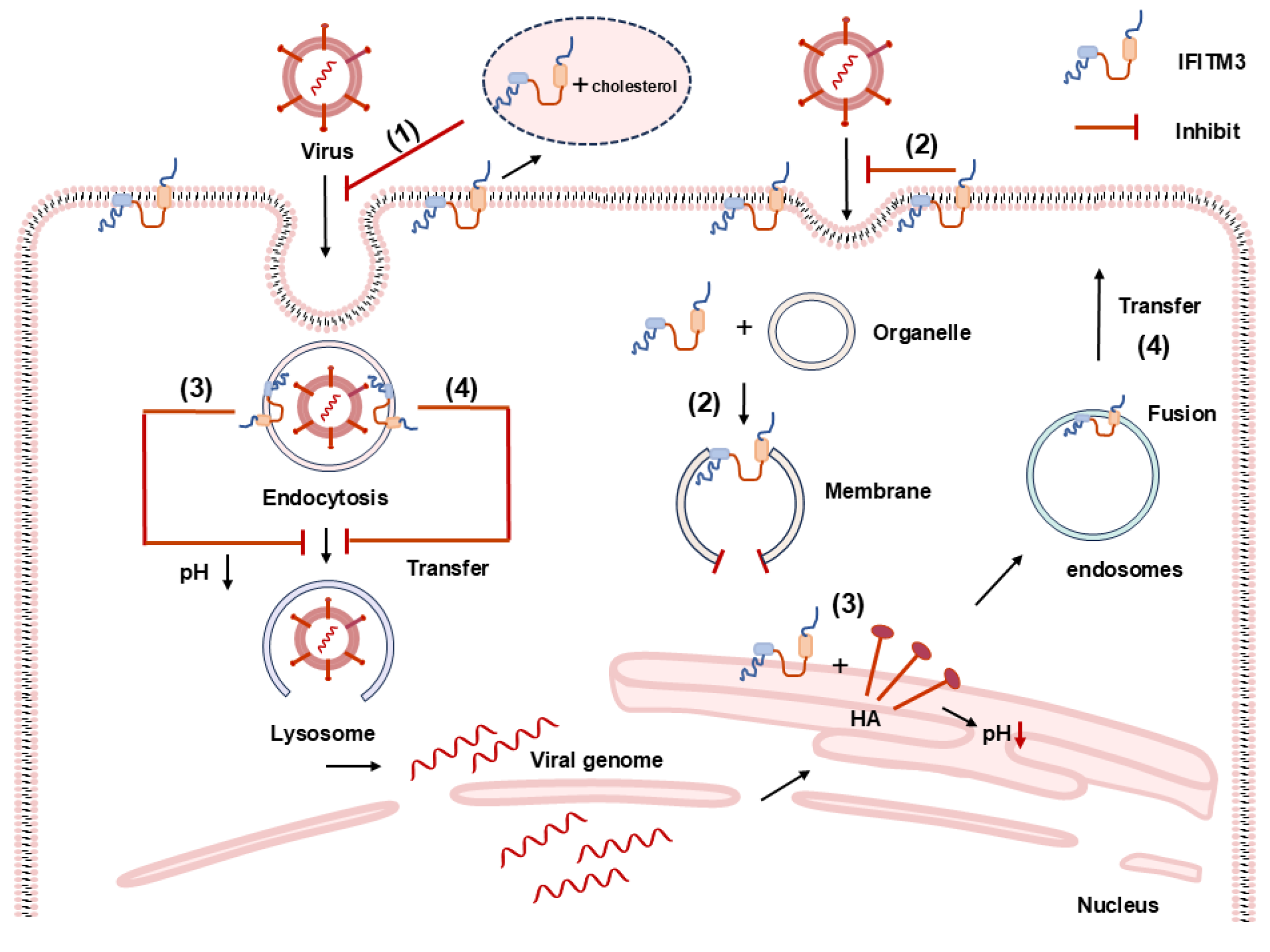 Viruses 16 01543 g004
