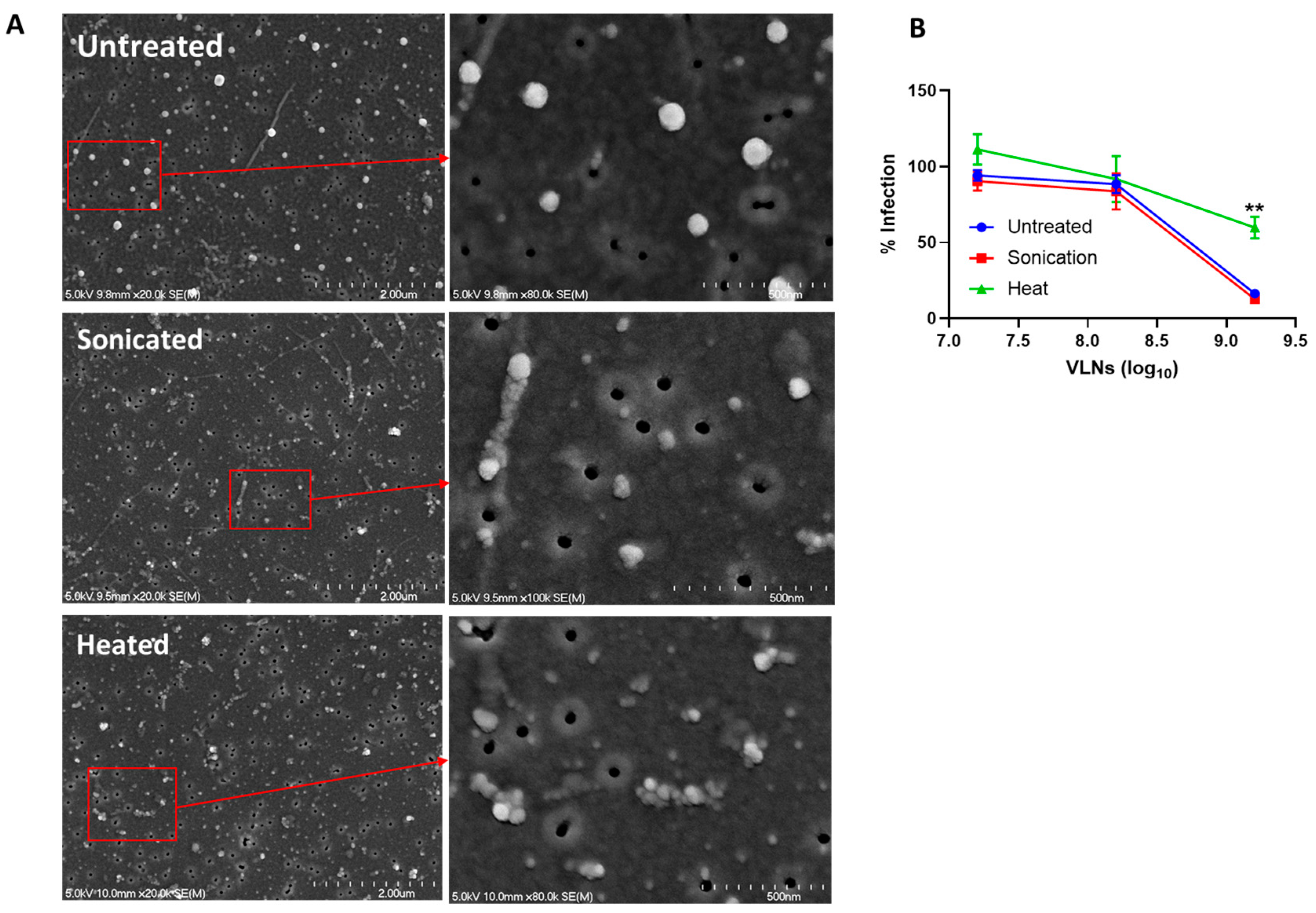 Viruses 16 01546 g004