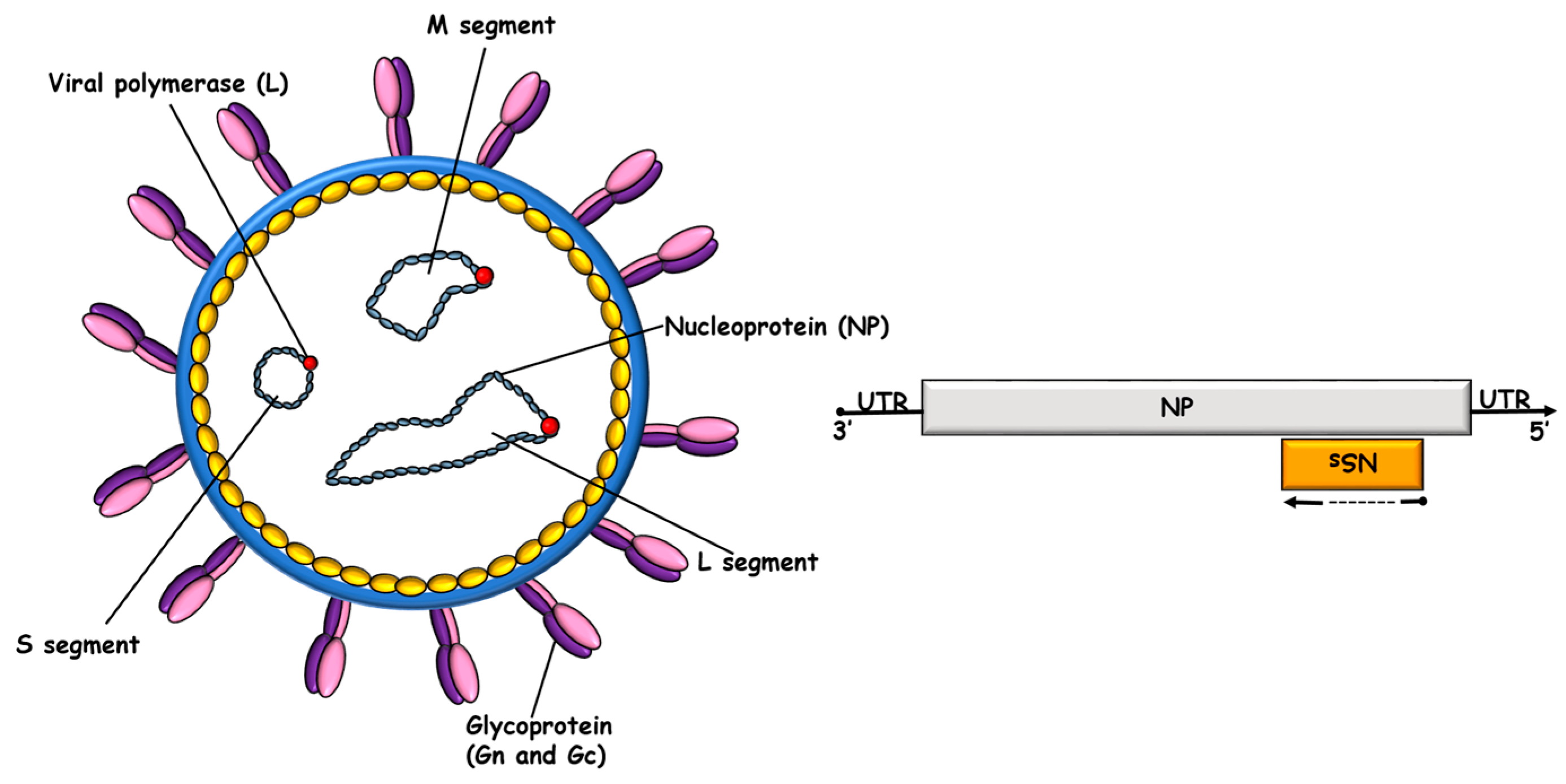 Viruses 16 01547 g001