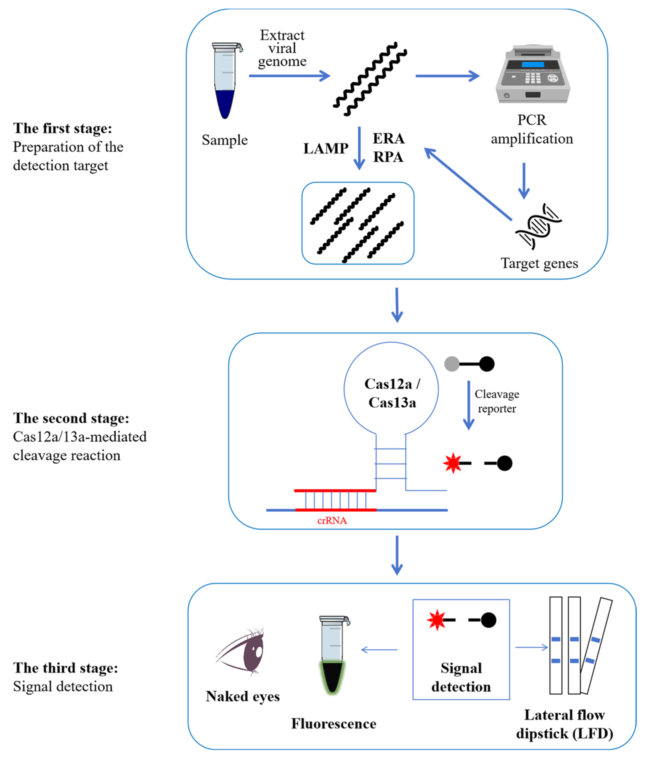 Viruses 16 01548 g001