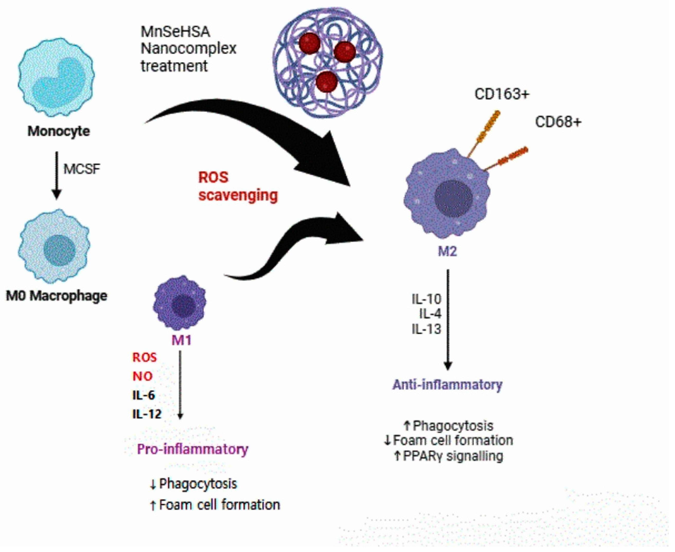Viruses 16 01563 g003