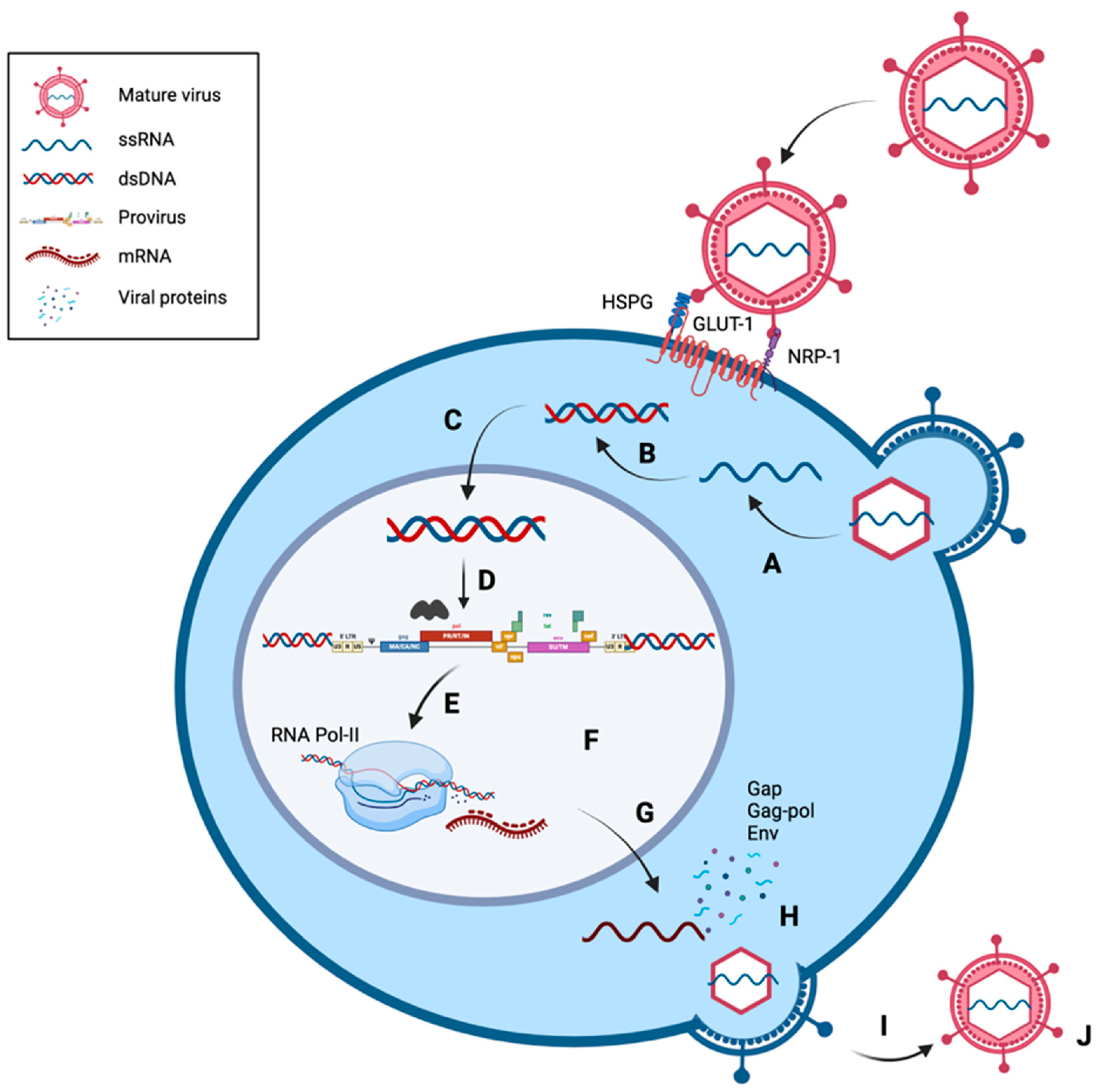 Viruses 16 01616 g003 Viruses 16 01616 g003