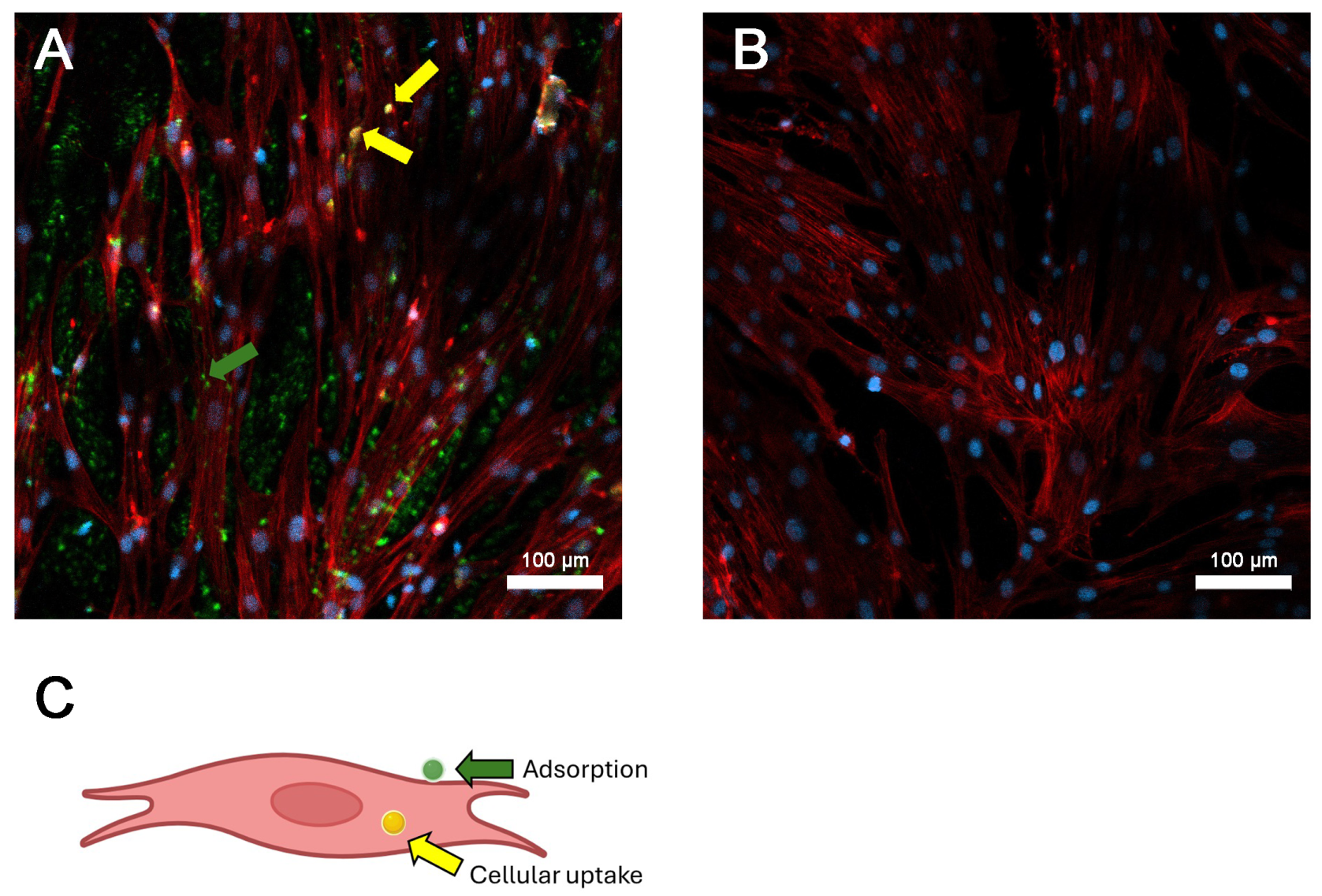 Viruses 16 01621 g006