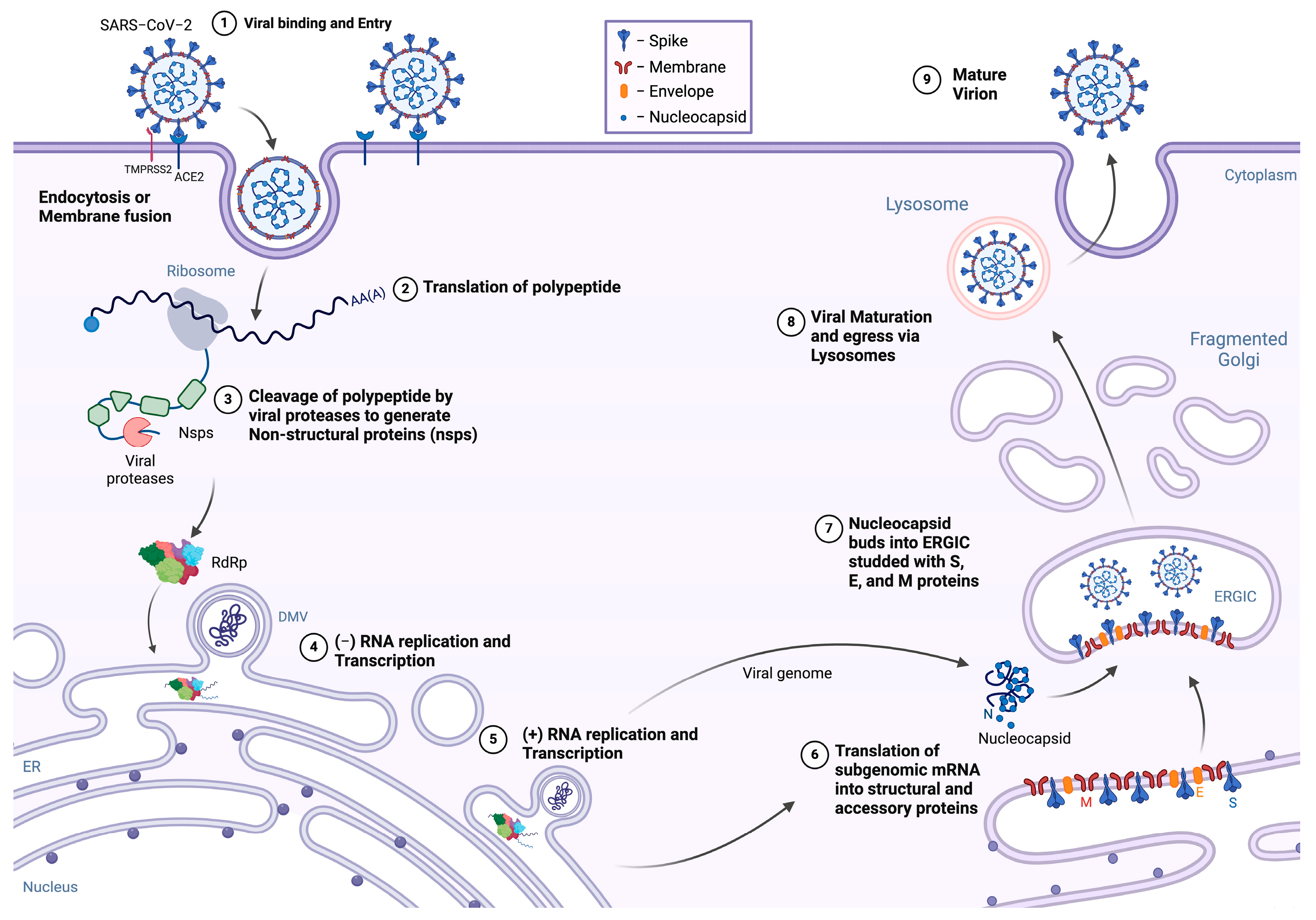 Viruses 16 01648 g001 Viruses 16 01648 g001