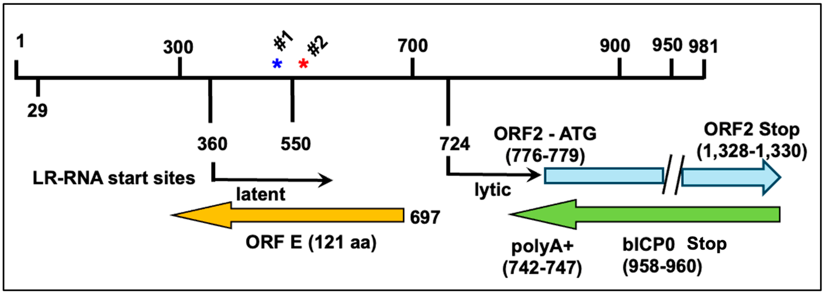 Viruses 16 01675 g001
