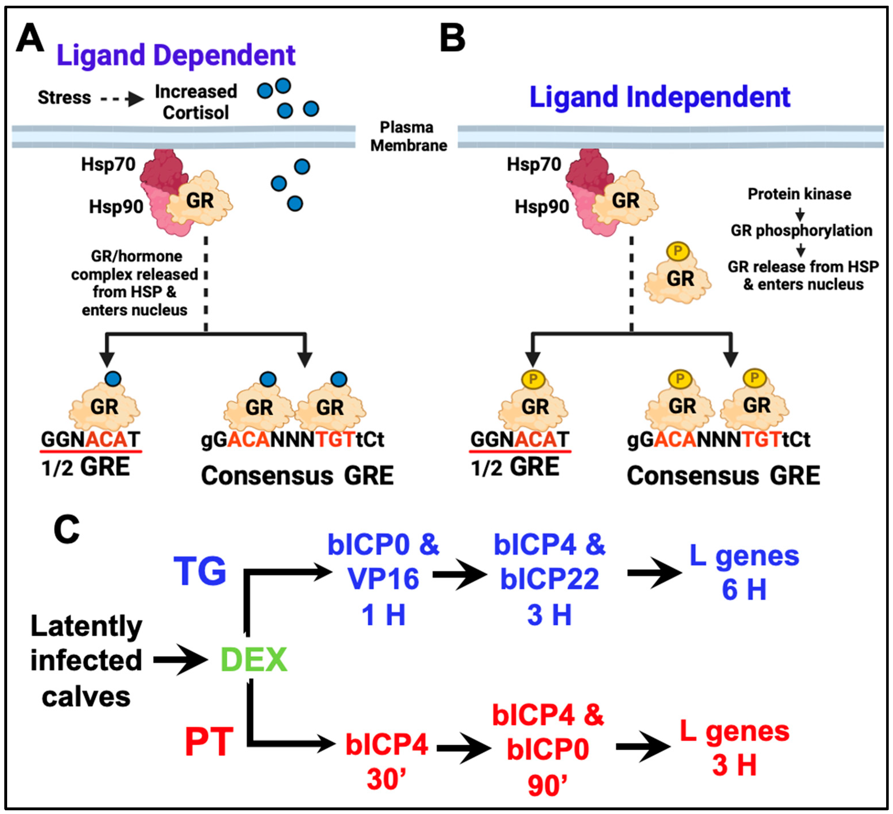 Viruses 16 01675 g003